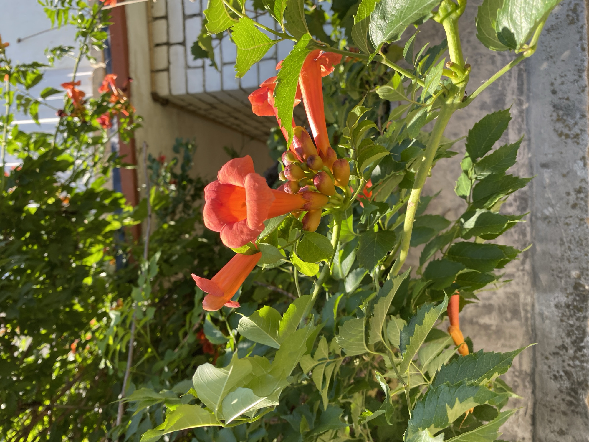 The image captures a cluster of vibrant orange trumpet-shaped flowers, likely trumpet vine (Campsis radicans), in bloom. The flowers are in focus and dominate the foreground, showcasing their delicate petals and clustered buds. Lush green leaves surround the blooms, creating a natural, somewhat wild backdrop. Behind the foliage, a section of a white brick building with a brown trim is visible, suggesting an urban or suburban setting. A concrete wall runs along the bottom of the image, adding a rustic element to the scene. The lighting indicates it is daytime, with sunlight dappling through the leaves, creating highlights and shadows. The overall impression is one of natural beauty thriving in a man-made environment. The location is specified as Makhachkala, Russia.