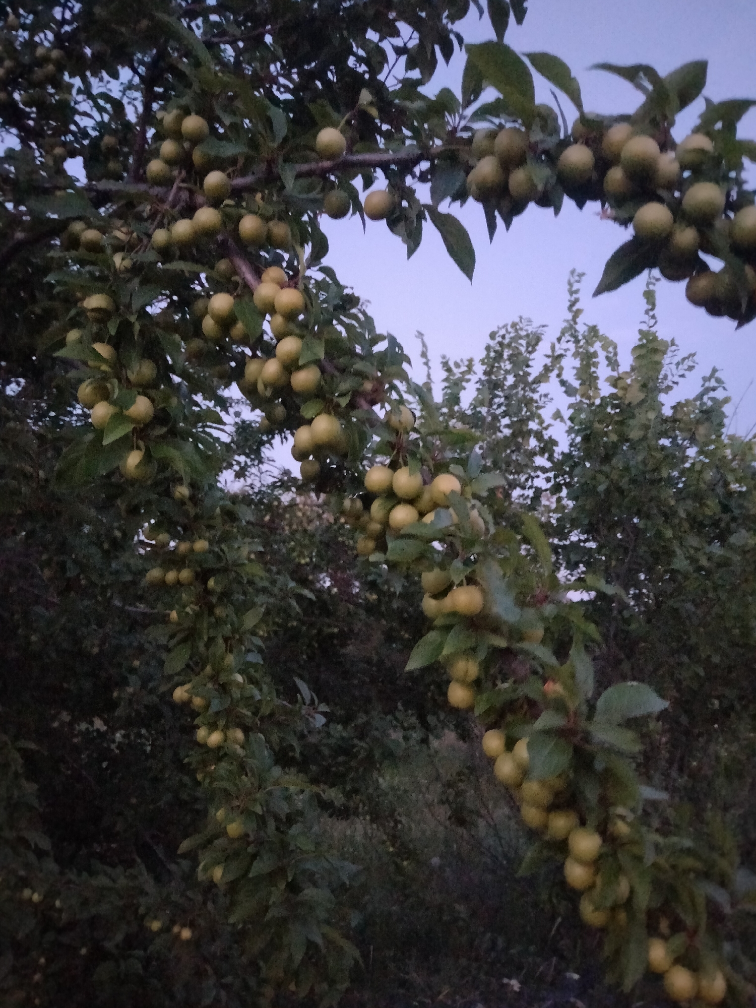 The image depicts a fruit tree, likely a plum or cherry tree, laden with numerous small, round, yellowish-green fruits. These fruits are clustered along the branches, interspersed with dark green leaves. The tree is part of a natural outdoor setting, with other foliage and trees visible in the background, suggesting a garden or orchard. The lighting indicates it is either early morning or late evening, with a soft, diffused light and a pale, hazy sky visible. The overall mood is serene and natural. No people or text are visible in the image. The location context is Zherebkove, Ukraine.