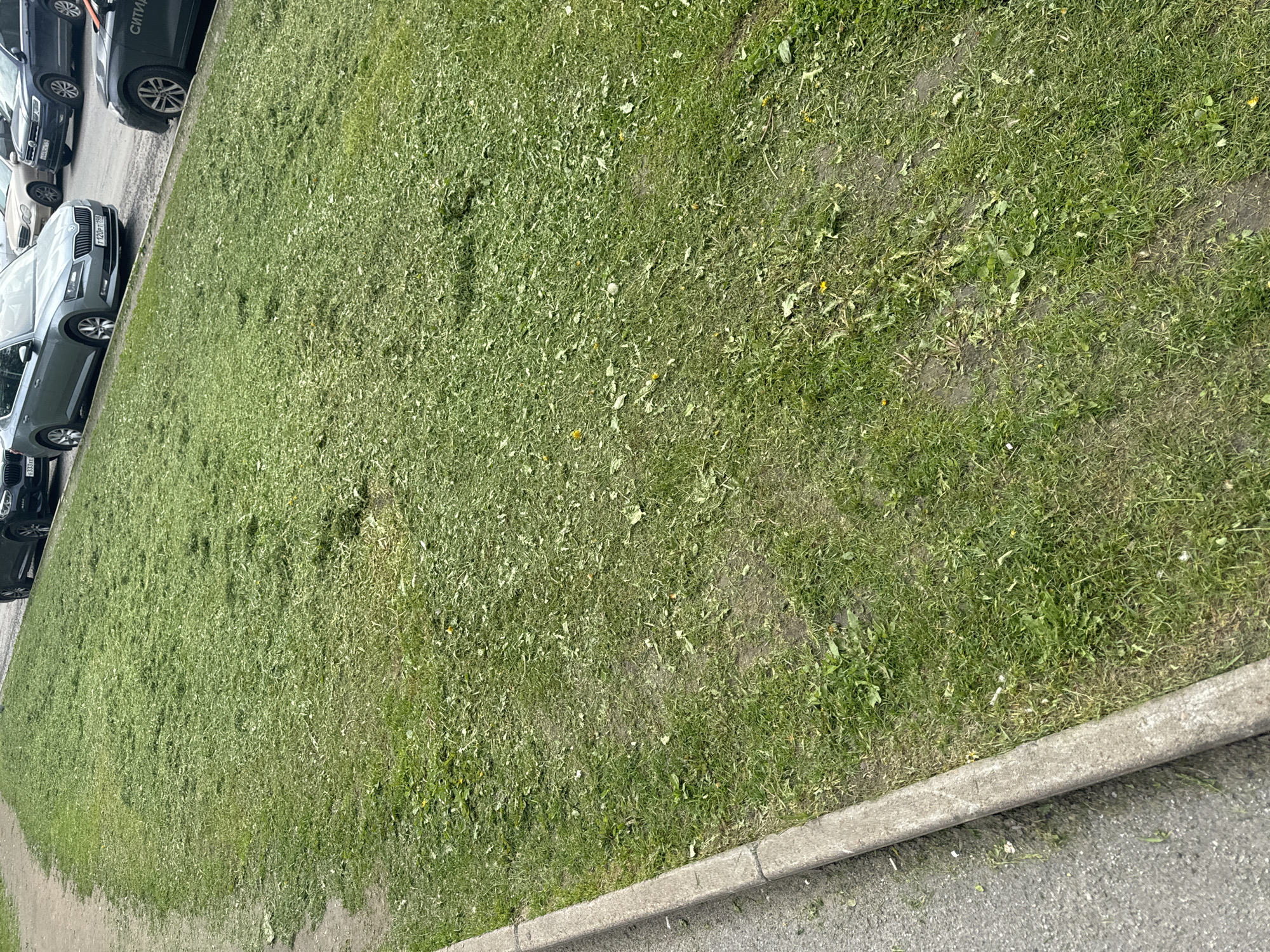 The image displays a daytime scene in Saint Petersburg, Russia, featuring a strip of recently mown green grass alongside an asphalt road. A grey concrete curb separates the lush grassy area from the paved surface. The grass is visibly covered with numerous clippings, indicating recent maintenance, and includes scattered patches of bare soil and a few small yellow flowers, resembling dandelions.
Several cars are parked sequentially along the road, visible on the left side of the frame. At least five vehicles, predominantly dark-colored sedans or hatchbacks, are present. Notable among them is a grey Skoda car with the Russian license plate "T120PT 198". Another dark car shows "H924CK 178" on its plate, and a third displays "233VE 799". The region codes "178", "198", and "799" confirm the location as Saint Petersburg and Leningrad Oblast. On the side of one dark vehicle, partially visible text reads "СИТИМ", likely part of "Ситимобил" (Citymobil), a ride-hailing service. A small white, spherical object is noticeable in the central part of the mown grass.
The clear and bright lighting suggests a day without adverse weather conditions. No people are visible, presenting a static urban environment. The photograph is captured from a slightly elevated and angled perspective, looking down onto the roadside.