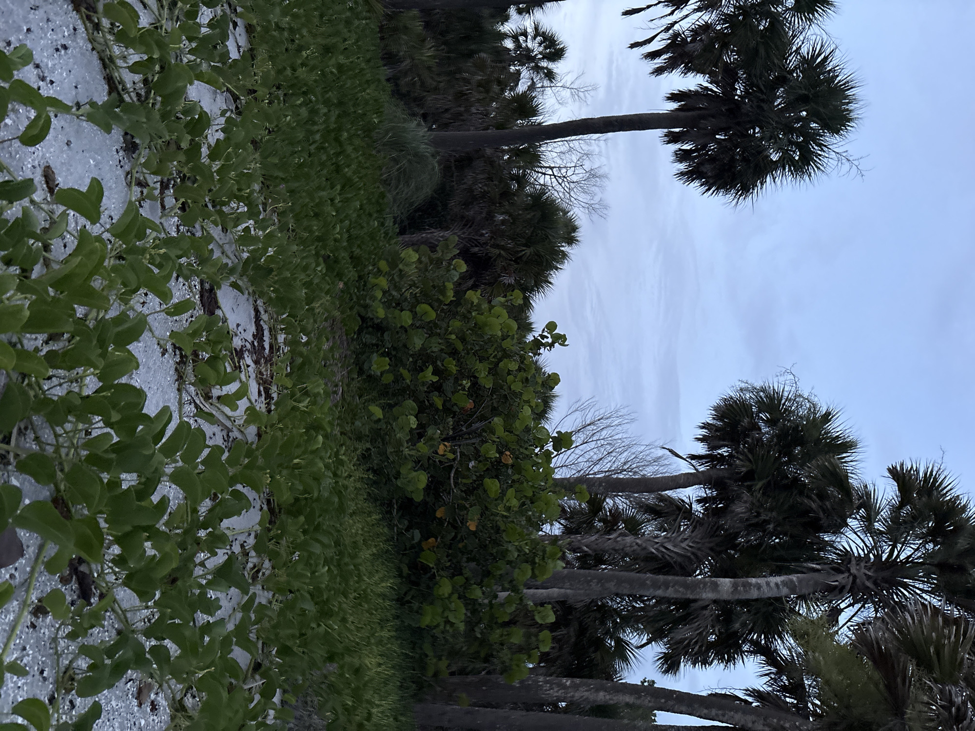 The image depicts a coastal scene at dusk, likely in Venice, Florida, United States of America. The foreground is dominated by a dense carpet of green ground cover, possibly sea oats or morning glories, spreading across a sandy beach speckled with shells. In the mid-ground, a thicket of lush green foliage, including broad-leafed plants, forms a vibrant contrast against the darker palm trees behind it. The background features a stand of tall, slender palm trees with their characteristic fronds silhouetted against a pale, overcast sky. The overall impression is one of natural coastal vegetation at the twilight hour, with the light casting a soft, diffused glow over the scene. There are no people or discernible structures visible in the image.