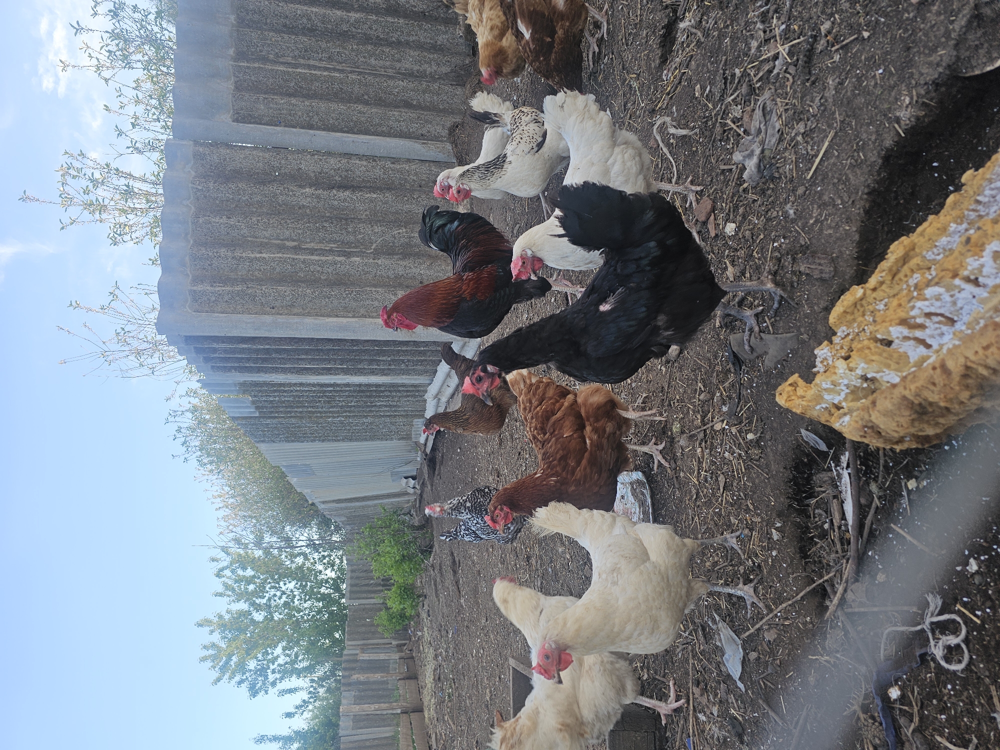 The image depicts a group of chickens in a dirt-covered yard. There are approximately 12 chickens of various breeds and colors including white, black, brown, and speckled. A rooster with red and black plumage is also visible. The chickens are clustered together, pecking at the ground. A weathered fence runs along the side of the yard, with some vegetation growing near it. In the corner of the image, there is a large piece of yellowish-brown material which looks like old wood. The ground is littered with straw and small debris. The sky is visible in the background with some tree branches and foliage. The image has been taken at an angle. The location of Kalinovka, Russia is unknown and impossible to verify from this image.