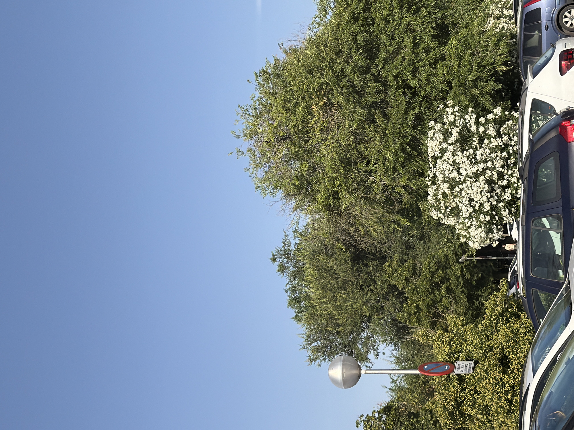 A clear blue sky is visible above a line of trees and cars. On the left, a modern, spherical lamp post stands beside a traffic sign indicating parking restrictions. The sign is red and white, with text below that reads "SÁBADOS DE 7 A 20 H. EXCEPTO MERCADILLO." Below the trees, several cars are parked, including a white SUV, a dark blue SUV, and a light blue hatchback. To the right of the white SUV, a dense cluster of white flowers is in bloom. In the distance, a person walks in front of a lamppost.