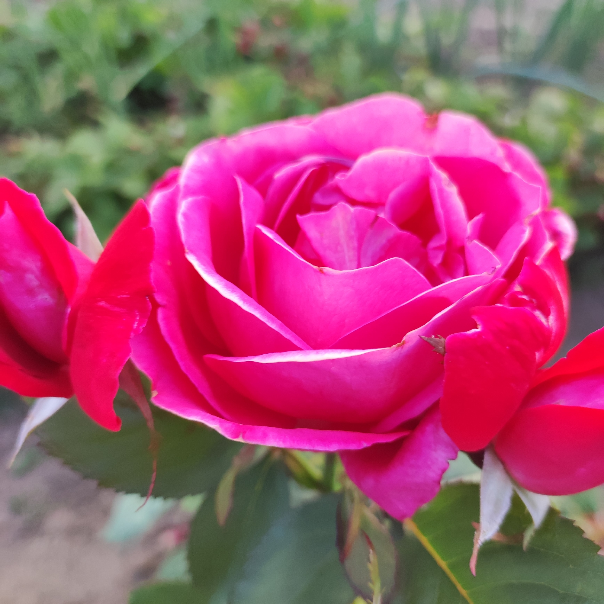 This close-up, eye-level shot features a vibrant fuchsia rose in full bloom, with two smaller buds flanking it on the left and right. The main rose, positioned centrally, is the primary subject, its petals unfurling to reveal intricate layers. The outer edges of these petals are delicately outlined in a lighter, almost white hue, creating a subtle contrast with the deep pink.
The rose is set against a softly blurred background of lush green foliage, suggesting a garden setting. The bokeh effect of the background ensures that the rose remains the sharp focal point. The lighting appears natural, possibly indicating daytime, with the light highlighting the glossy texture of the petals and casting soft shadows within the flower's depths. There are no people, text, or specific weather conditions visible, beyond the impression of an outdoor, potentially mild environment conducive to flower growth. The overall impression is one of natural beauty and the peak of the rose's bloom. The image provides a detailed, intimate view of the rose's form and color.