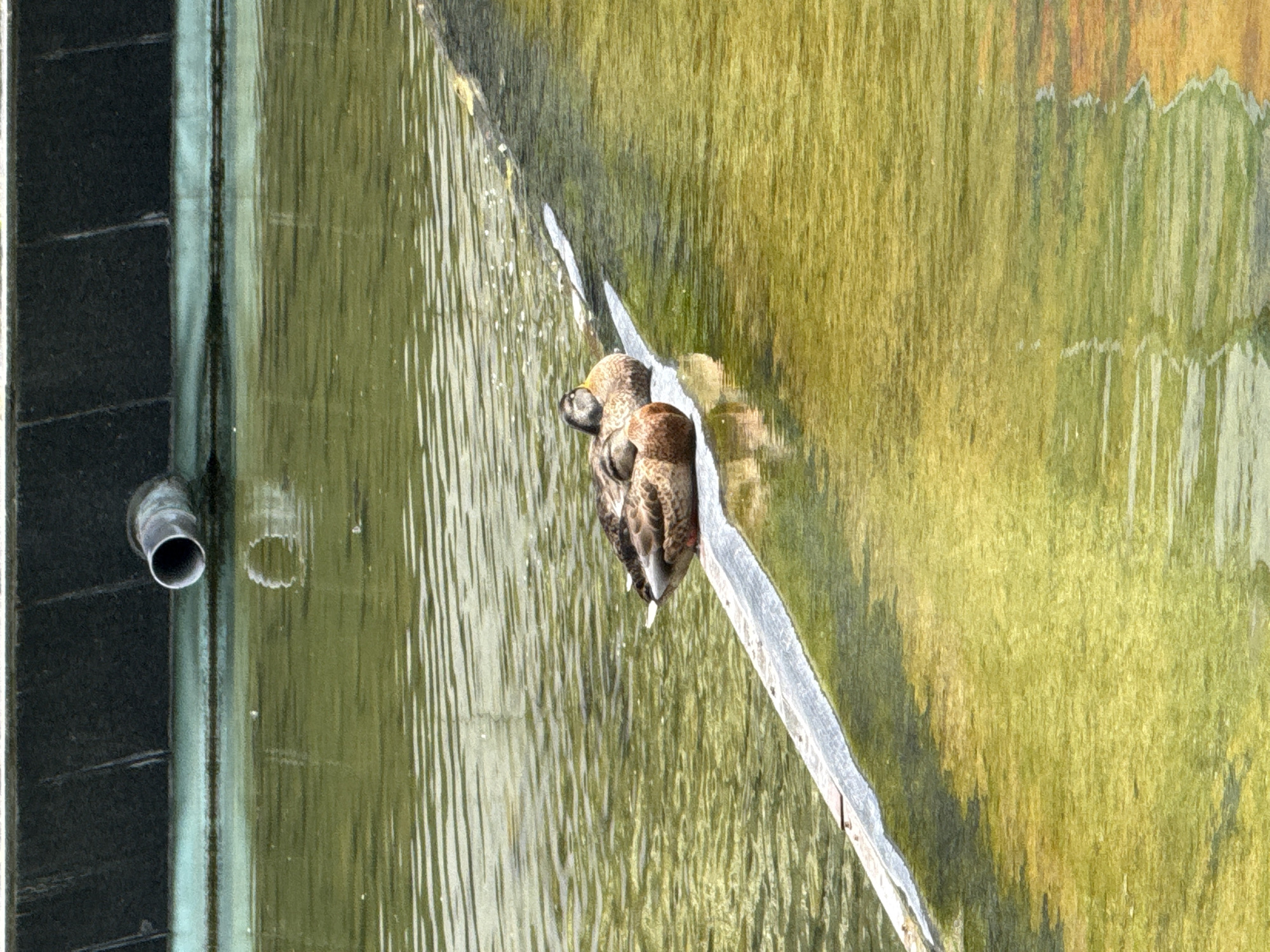 Two ducks are resting on a narrow ledge of a concrete structure that is submerged in murky, greenish water. The ducks are positioned close together, with their heads tucked in. The ledge is partially covered by a white, textured material. In the background, a dark, textured wall is visible above the water line, with a silver pipe protruding from it. The water appears still, with ripples suggesting a slight movement. The overall scene suggests an outdoor environment, likely a pond or a canal. The image does not contain any explicit details that can pinpoint its location to Sofia, Bulgaria.