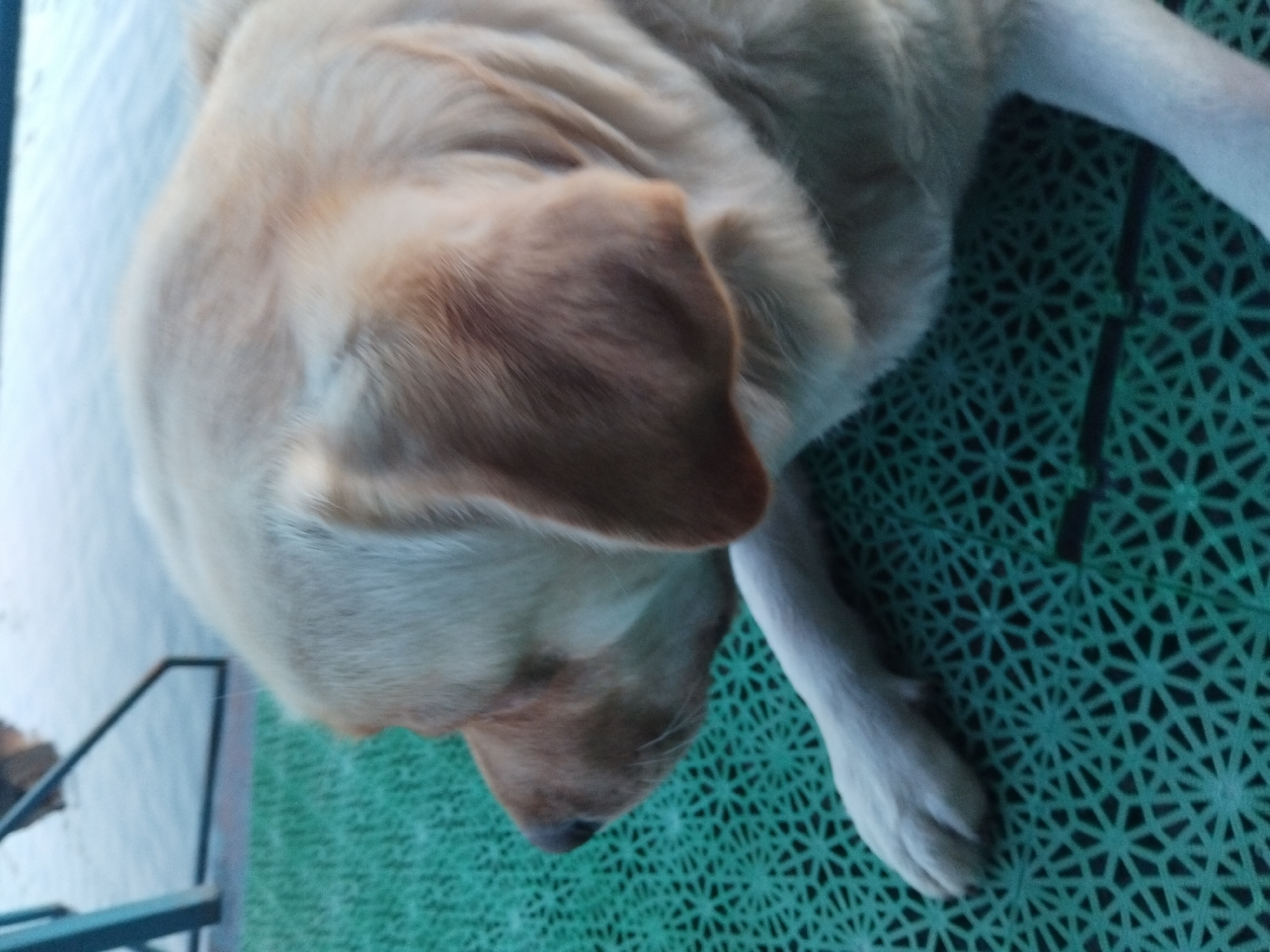 The image shows a close-up, angled shot of a dog lying on a green, patterned surface. The dog is a light brown or cream color and appears to be a Labrador retriever. Its head is turned to the left, with its ears visible. One of its front paws is resting on the surface. The background is blurred, but it appears to be outdoors, with some metal structures and a lighter colored surface, possibly a sidewalk or pavement. The lighting suggests it is daytime. The image does not provide any specific details about its location in Kyiv, Ukraine.