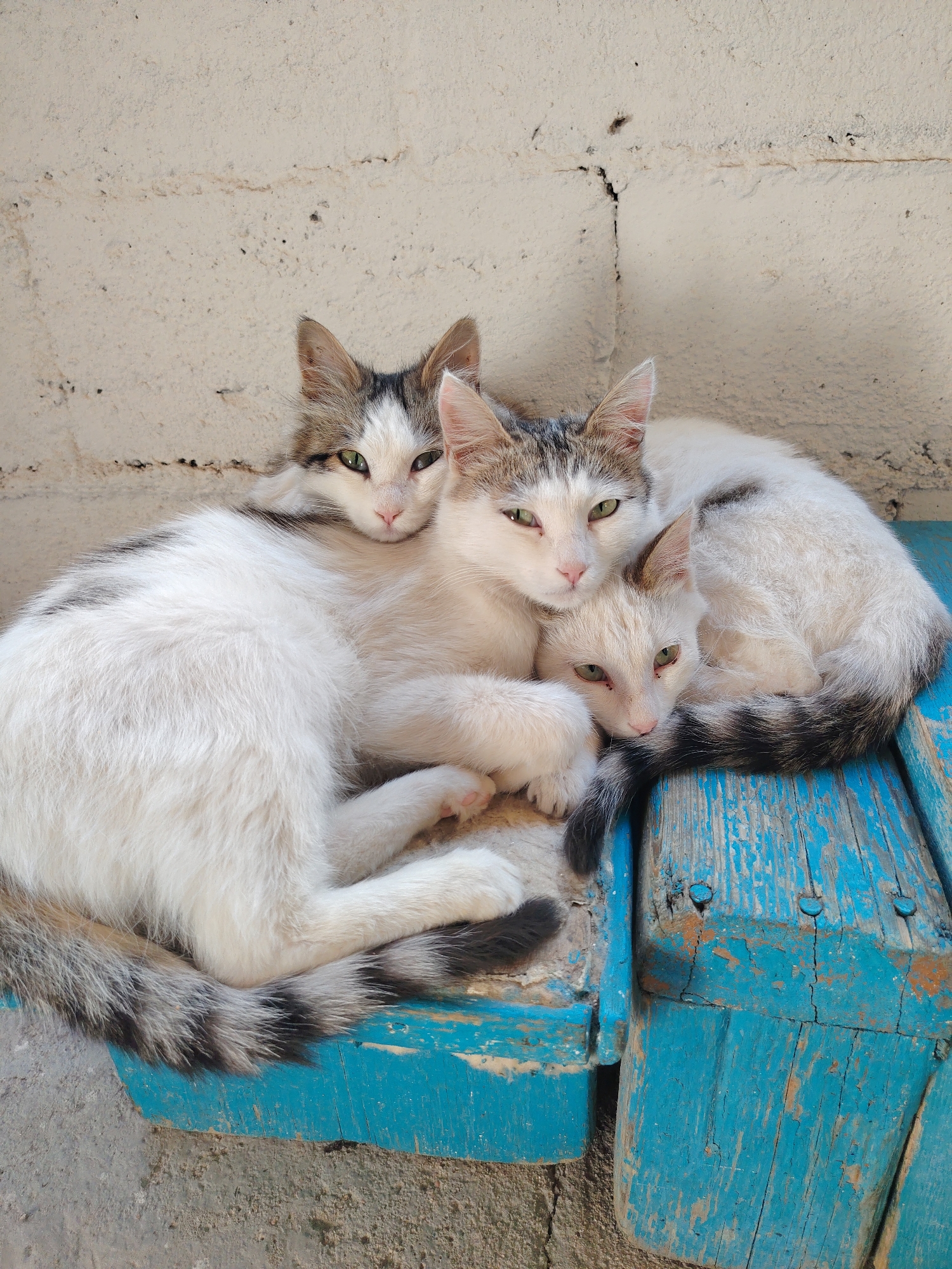Three cats are huddled together on a weathered blue wooden surface in front of a light-colored brick wall. The cats, two larger and one smaller, have white fur with grey and black markings on their heads and tails. Their eyes are green. The larger cat on the left is predominantly white with grey markings on its back and tail, and its head is turned towards the viewer. The middle cat is also mostly white with grey markings, and it is curled around the smaller cat. The smallest cat, nestled in the middle, has a pale coat and its face is partially obscured. The wooden surface appears to be part of a bench or seating area. The brick wall behind the cats shows signs of wear and has a horizontal crack. The scene is outdoors, suggesting a natural or urban environment. The image was taken in Cholpon-Ata, Kyrgyzstan.