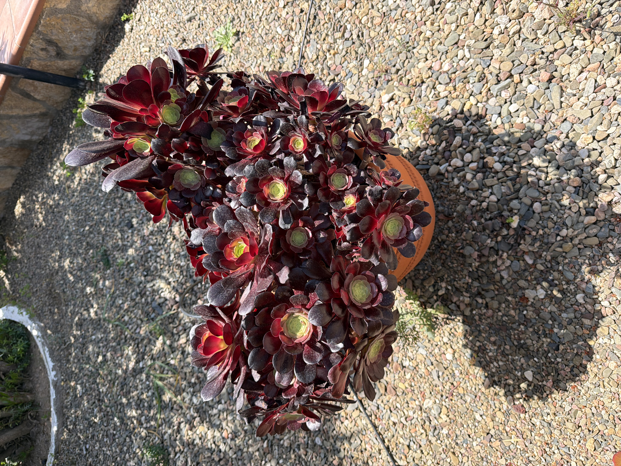 A high-angle shot reveals a pot of dark red aeonium succulent plants sitting on a surface covered with small pebbles. The plant features numerous rosettes of leaves, with green centers and deep red to nearly black outer leaves. The pot appears to be terracotta. The surrounding environment is outdoors, with some visible vegetation near a border on the left side of the frame. The presence of shadows indicates sunlight illuminating the scene.
Mont-roig del Camp, Spain is a plausible location, given the Mediterranean climate and landscaping style reflected in the image.