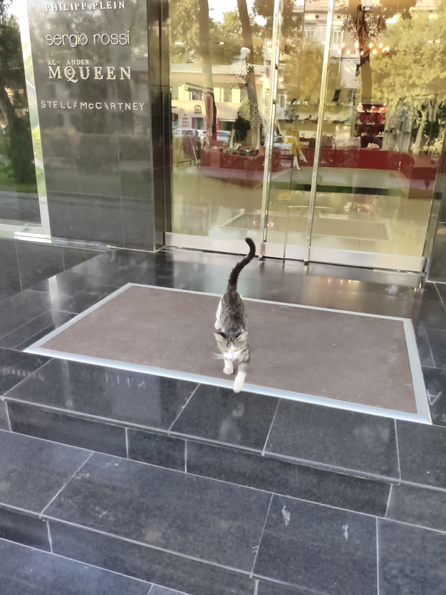 The image depicts the entrance to a retail establishment with a prominent sign displaying brand names such as "PHILIPP PLEIN," "sergio rossi," "ALEXANDER MCQUEEN," and "STELLA McCARTNEY." The storefront features large glass doors and windows, reflecting the surroundings. In front of the entrance, a tabby cat with white markings is walking away from the camera on a mat placed on a dark tiled surface. The environment appears to be an urban setting, likely a street or walkway in a city. The lighting suggests it is daytime, with natural light illuminating the scene and interior of the store. The architectural style visible in the reflection suggests a modern building. The scene captures a moment of everyday life, with the cat being the primary subject of interest in the foreground.