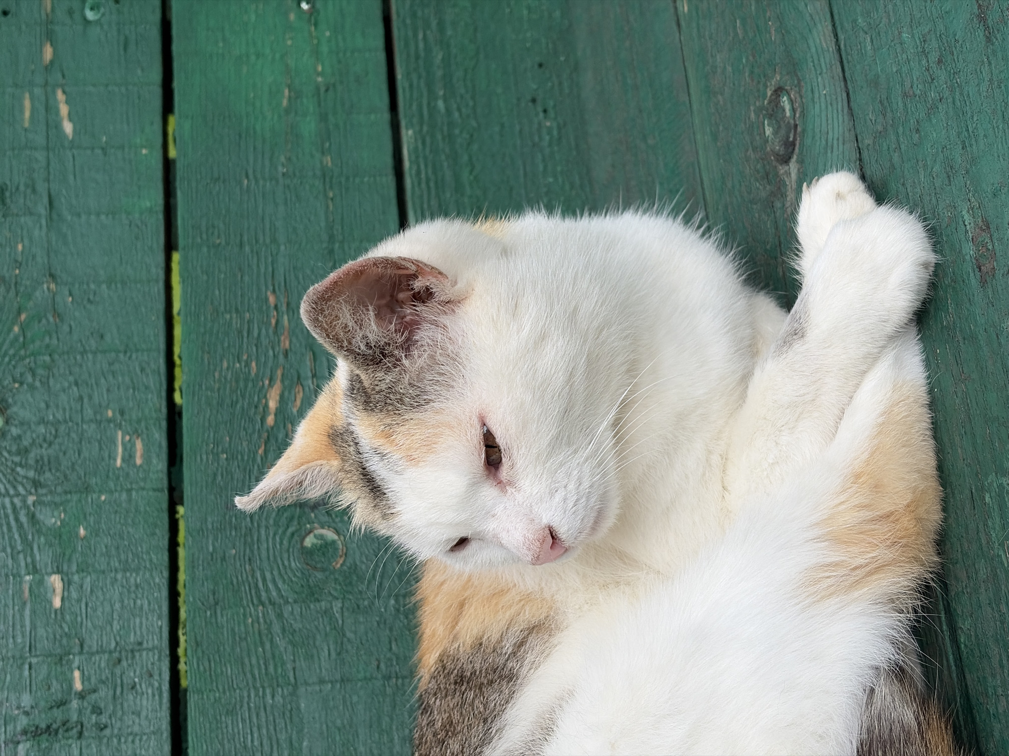 A calico cat rests on a weathered, dark green wooden surface, likely a bench or planks. The cat's fur is primarily white with patches of tan and gray. Its eyes are partially closed, and its pink nose is visible. The background consists of horizontal green wooden planks, showing signs of wear and tear. The image is captured from a medium close-up perspective, focusing on the cat and its immediate surroundings. The specific location in the city of Podolsk, Russia, is not discernible from the visual information presented in the image.