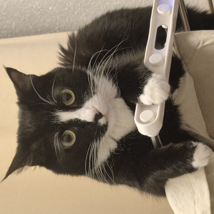 A domestic cat, identifiable by its black fur with white markings on its chest, chin, nose, and paws (a tuxedo pattern), is depicted in a medium close-up. The cat has prominent green eyes and white whiskers emanating from its muzzle. Its ears are pointed upwards. The cat is positioned with its front paws resting on a white, plastic, rectangular object. This object features several circular indentations and a transparent or translucent section on its right end, which emits a faint blue light. The object appears to be a component of a household item, possibly a clothes drying rack. The cat is seated on a light-colored, possibly fabric, surface. The background behind the cat consists primarily of a plain light-beige or cream-colored wall or surface, with a section of a textured grey wall visible on the right side of the frame. The scene is indoors. The location in the city of Strasbourg, France, cannot be determined through visual analysis of the image.