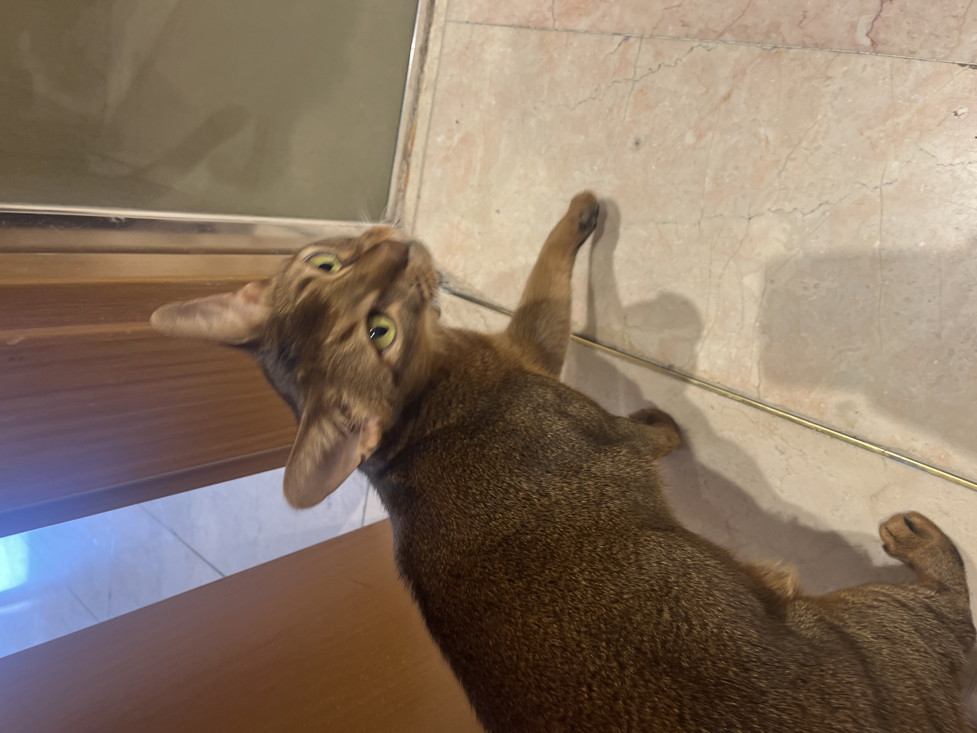 An Abyssinian cat with green eyes and tan fur is walking on a tiled floor. The cat is in focus and is positioned in the center of the frame, looking to the right. The background is blurred, showing a wooden door and a reflection on a glass surface. The floor tiles are a pale pinkish-beige with visible grout lines. The lighting suggests an indoor environment.