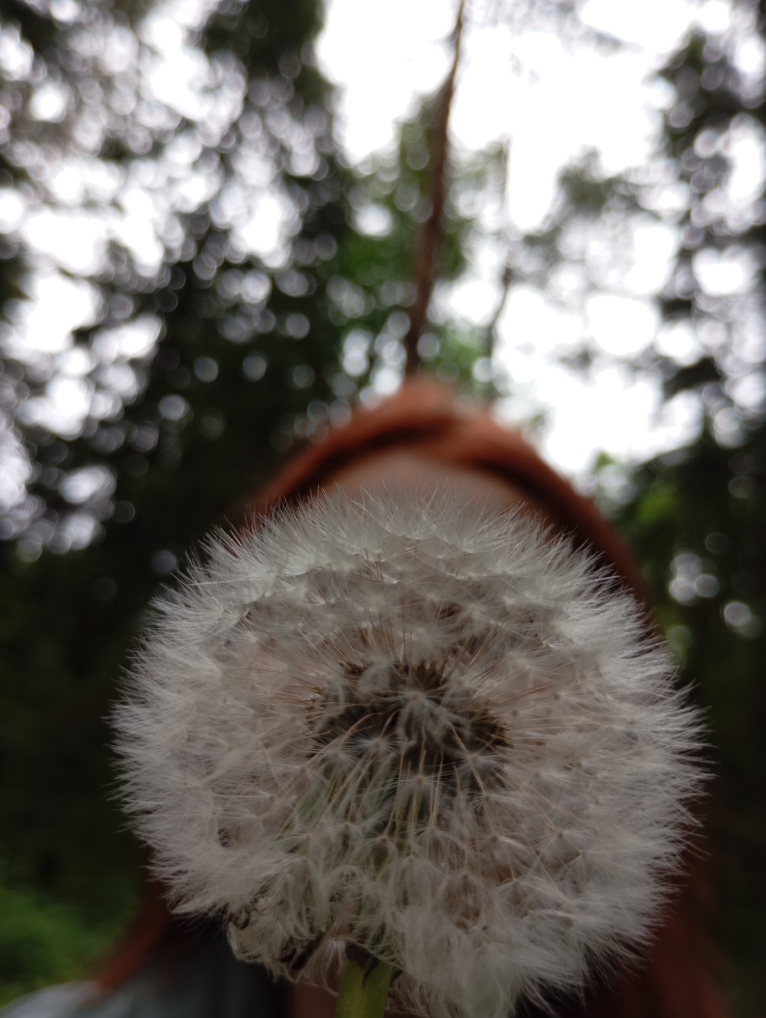 A close-up, eye-level photograph captures a fully formed dandelion seed head in sharp focus, positioned centrally in the lower half of the frame. The dandelion exhibits its intricate structure of delicate white pappus (feathery parachutes) atop the seeds. Behind the dandelion, a blurry, reddish-brown object is visible, likely a person's hand or arm holding the flower. The background is significantly out of focus, creating a strong bokeh effect with numerous bright, circular light sources against dark green and black areas, suggesting light filtering through dense tree foliage. This indicates an outdoor setting, possibly a forest or garden, during daylight hours with soft, diffused lighting. The image emphasizes the fine details of the plant against a dreamlike, blurred natural backdrop. No text is visible in the media. The location context is Chaikovsky, Russia.