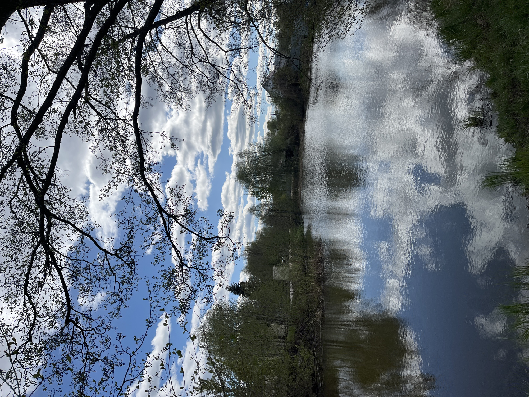 The image captures a natural scene, likely taken in Chaikovsky, Russia. In the foreground, a tree branch with budding leaves frames the top left of the view. The scene is dominated by a body of water, reflecting the sky above. The sky is blue with scattered white clouds. The opposite bank of the water is lined with trees and vegetation, with a small building visible. The composition suggests a serene, lakeside or riverside environment within an urban context.