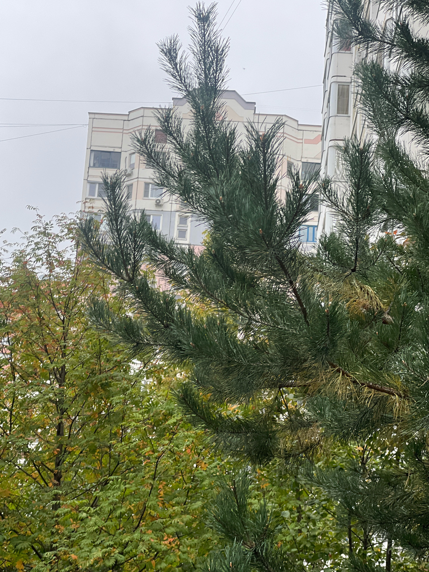 The image shows a close-up view of pine tree branches in the foreground, with a residential building in the background. The building is a multi-story apartment complex with a light-colored facade and windows. The sky is overcast, suggesting a cloudy or rainy day. The foliage of the pine tree is dense and green, with some dry, yellowed needles visible. To the left of the building, there are deciduous trees with leaves in various stages of autumn color, ranging from green to yellow and orange. The scene appears to be an outdoor urban environment, possibly a park or residential area within Moscow, Russia, given the architectural style of the building. There are no people or animals visible in the image.