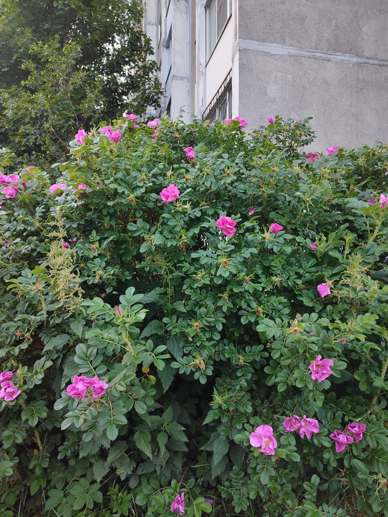 The image depicts a dense, flowering rosehip bush in front of a concrete apartment building, suggesting an urban or suburban setting. The bush is laden with numerous bright pink flowers and green leaves, with some dried seed pods also visible. A spindly, light green plant with a feathery appearance is also present within the bush. The building in the background features a textured grey concrete facade with some horizontal lines, and a white section with windows is visible to the left. The lighting suggests it is daytime, possibly overcast or late afternoon, casting a soft light on the scene. The overall impression is of a natural element contrasting with the built environment. This scene could be located in Vsevolozhsk, Russia, a city known for its residential areas and green spaces.