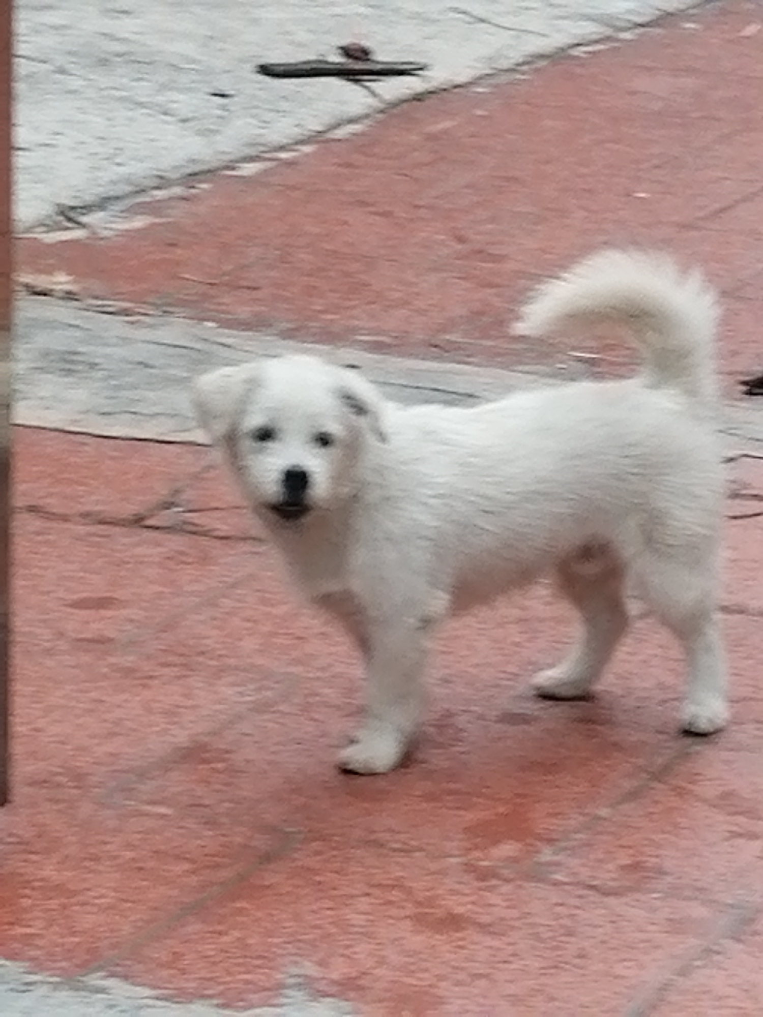A small, white dog with short fur stands on a tiled surface. The tiles are primarily reddish-brown with gray grout lines. The dog is facing the camera with a slight head tilt. In the background, there is a gray concrete surface. There is also a pair of sandals visible in the distance. The image was taken in Ha Tu Ward, Vietnam.