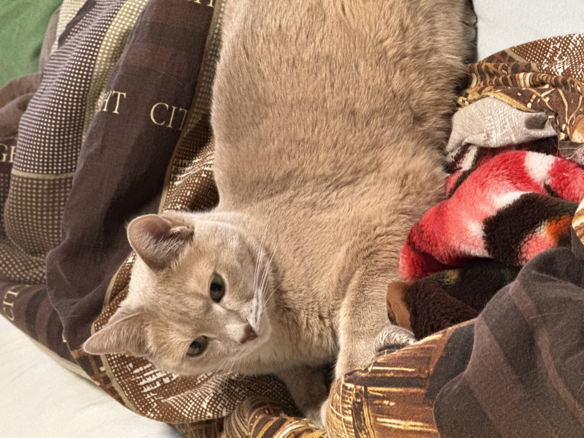 A tan cat lies on a bed covered in patterned bedding. The bedding includes a brown blanket with text that appears to read "CITY." There is also a red and black patterned blanket. The cat is looking towards the lower left of the frame. The background is slightly out of focus. No people are visible. The location is not discernible as Chaikovsky, Russia.