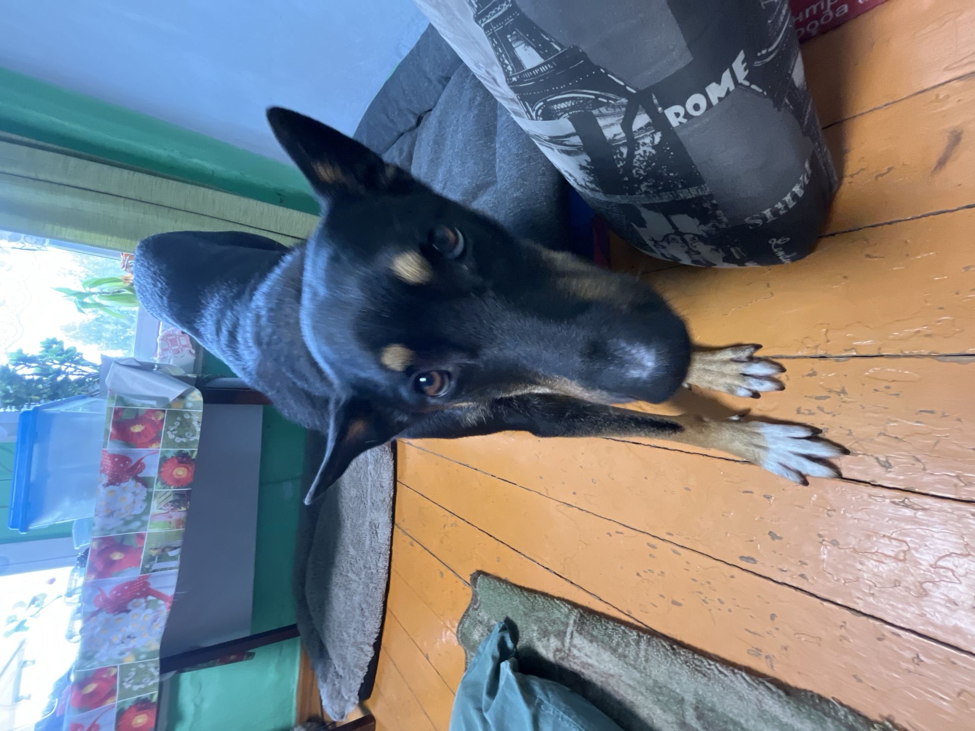 This is a medium shot, eye-level, indoor, natural-light photograph of a black and tan dog with pointed ears. The dog is facing forward, its head tilted slightly down and to the right, looking directly at the camera. Its fur is short and smooth. The dog's front paws are visible, with white markings on its left front paw. It is standing on a distressed, orange-painted wooden floor.
In the background, to the left, is a partially visible, low-lying dog bed covered in light-colored shag material. Further left, a folded green cloth lies on a dark, patterned mat on the floor. Behind the dog and to the left, a table is covered with a tablecloth featuring a pattern of red flowers and green foliage. Beyond the table, a window is visible, with light filtering through green curtains and a blue plastic container. To the right of the dog, a gray pet bed or cushion is visible, with a pillow or cushion cover featuring a graphic design of a cityscape with the word "ROME" prominently displayed.
There are no people visible in the image. The overall environment appears to be a domestic setting, possibly a living room or den. There is no visible information to suggest the location is specifically in the city of Nizhny Tagil, Russia.