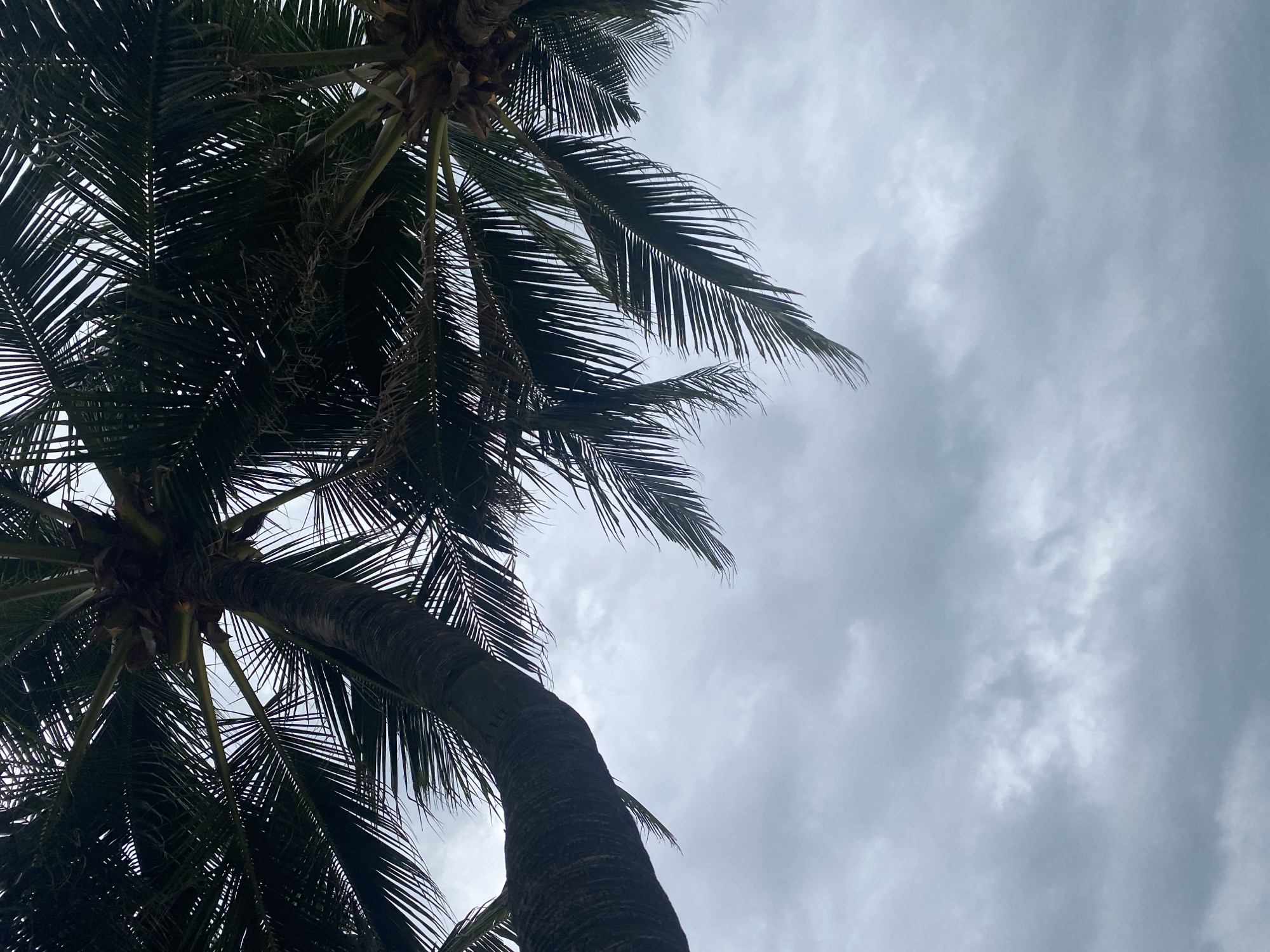 The image shows a low-angle view looking up at the fronds of several palm trees against a cloudy sky. The trunks of two palm trees are visible, one on the left curving from the bottom left towards the top of the frame, and another on the right extending from the top right into the frame. The sky is overcast with gray clouds, suggesting a potentially damp or stormy day. The scene is likely outdoors, possibly in a coastal area of Mũi Né, Vietnam, given the prevalence of palm trees in such locations. There are no people or animals visible in the frame. The focus is on the natural elements of the palm trees and the sky.