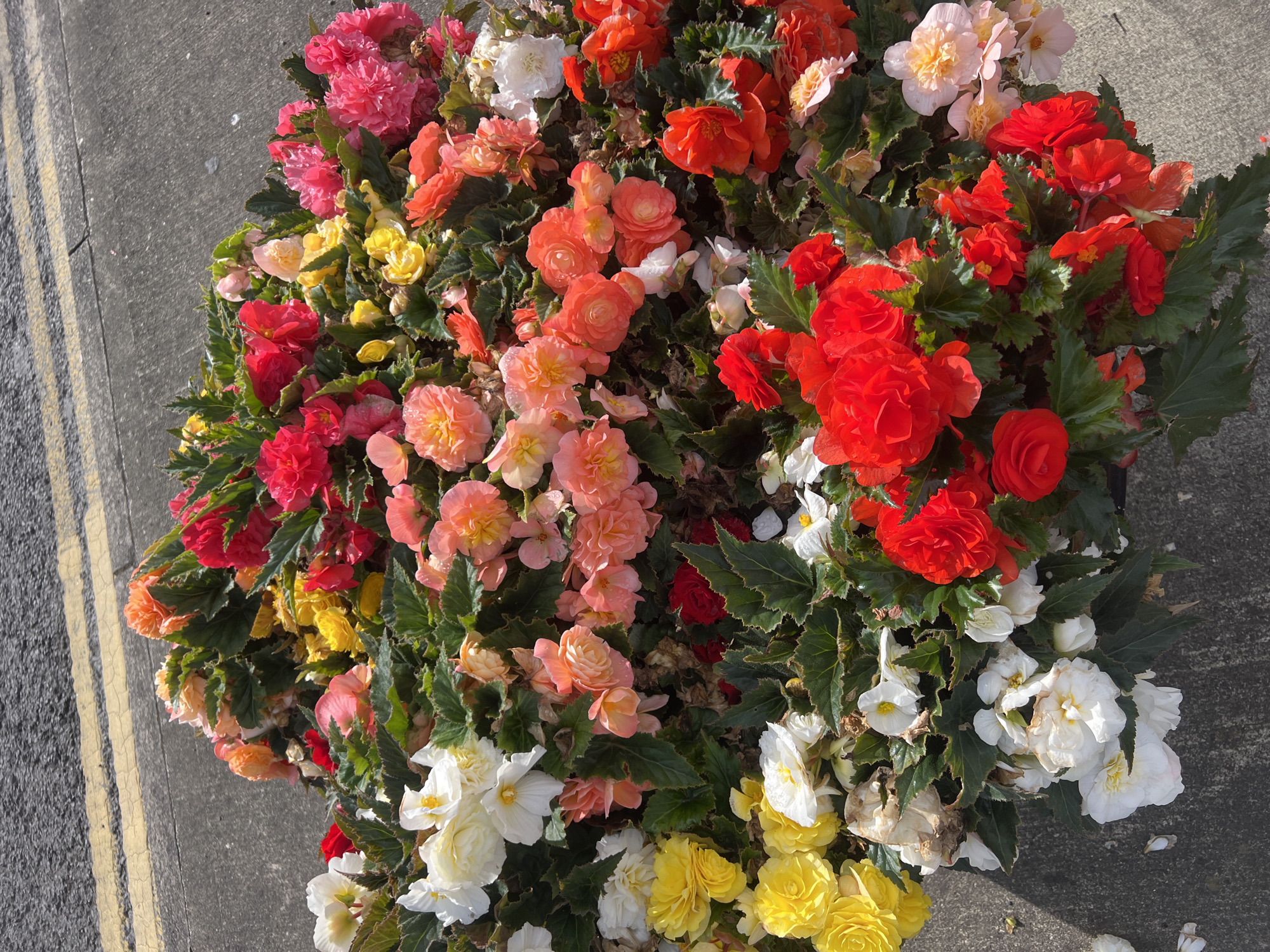 This is a high-angle, medium shot of a large planter filled with a variety of brightly colored begonias. The flowers are a mix of red, pink, orange, yellow, and white, with lush green foliage. Some of the flowers appear to be wilting or past their prime. The planter is situated outdoors next to a paved surface with two yellow lines, likely a road or parking lot. The lighting suggests it is daytime, with a shadow cast from the left side of the frame. No people or animals are visible. The scene appears to be in an urban or suburban outdoor setting.