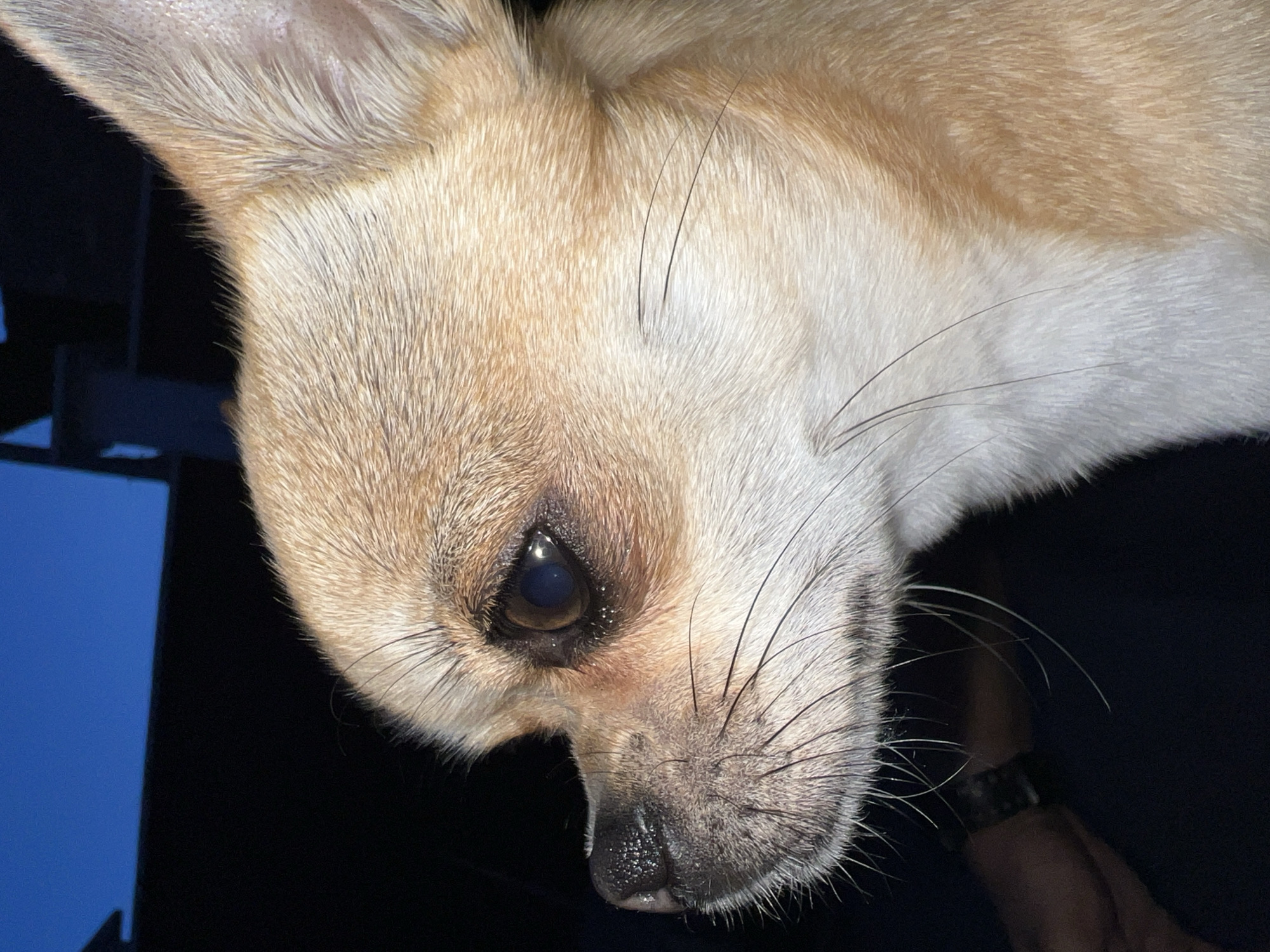 A close-up, slightly blurred, photograph depicts the head of a light-brown Chihuahua-like dog. The dog's head is tilted downwards, occupying the majority of the frame. Details visible include the dog's shiny black nose, its eye, light brown fur, and whiskers. A dark background surrounds the dog's head, with a blue-toned, out-of-focus object to the left of the frame. A person's wrist with a dark watch is also visible. The location, Bukovets, Bulgaria, is not discernible from the visual elements in the image.