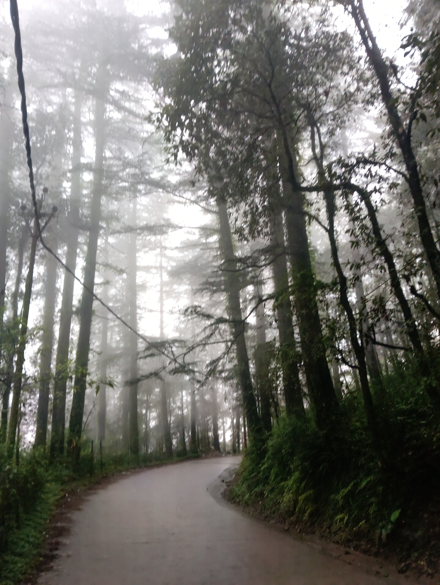 A paved road curves through a dense forest of tall evergreen trees. The scene is shrouded in thick fog, with visibility limited and the sky a hazy white. The trees are tall and slender, with dark green needles and rough bark. Some are covered in moss, suggesting a damp environment. The road is wet and appears to have been recently rained on, with reflections visible on its surface. The undergrowth is lush and green, with ferns and other low-lying plants lining the edge of the road. The overall atmosphere is serene and slightly mysterious, evoking a sense of being in a remote, misty wilderness. The location is Dharamkot, India, a popular hill station known for its natural beauty and trekking opportunities.