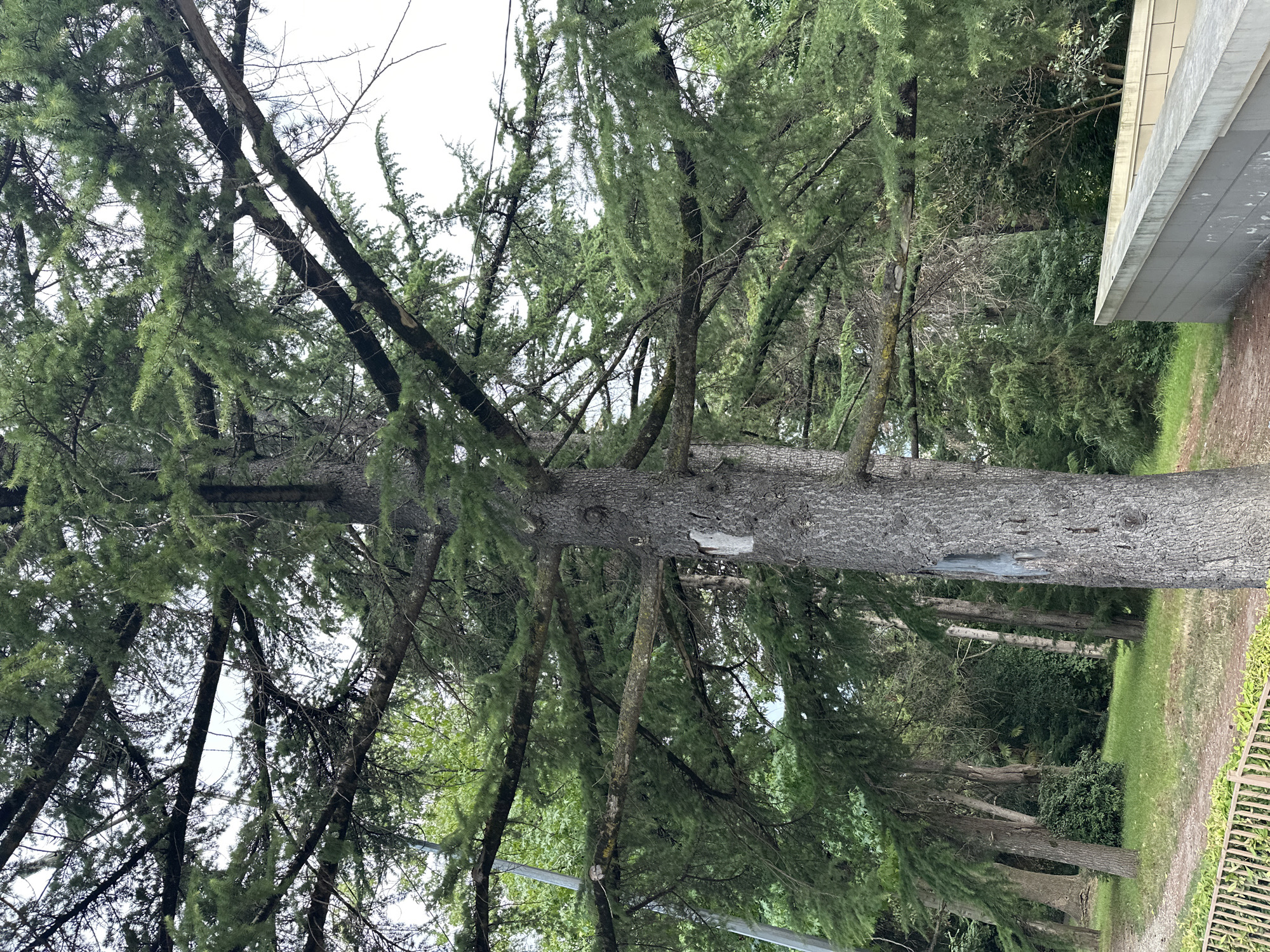 A tall cedar tree with thick, rough bark and numerous branches is prominent in the foreground. The branches extend outward, covered in dense green needles, obscuring much of the sky. To the right of the tree, a light-colored concrete wall runs diagonally across the frame. Behind the cedar, a green lawn slopes gently, interspersed with other trees and shrubs, creating a park-like setting. A rustic fence runs along the bottom left of the image. The scene appears to be an outdoor public space, possibly a park or garden, in Sochi, Russia. There are no people or animals visible in the image. The lighting suggests it is daytime, with diffused light filtering through the tree canopy.