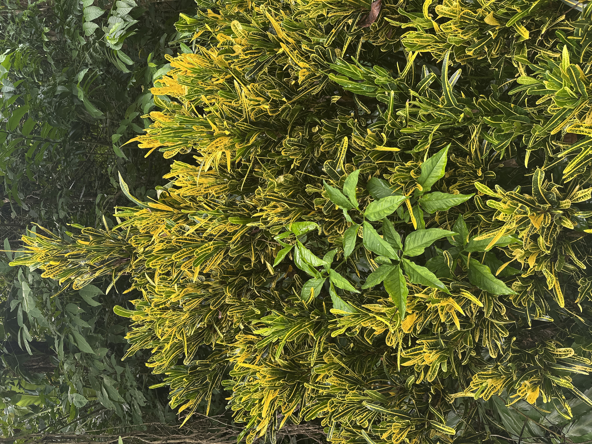 A close-up, eye-level shot captures a dense cluster of variegated Croton plants, their leaves a vibrant mix of deep green and bright yellow, in Kathu, Thailand. The plant's foliage fills the majority of the frame, creating a rich tapestry of color and texture. In the upper portion of the image, the background recedes into a darker, more muted green, suggesting a dense natural environment or jungle. Several clusters of broad, dark green leaves, possibly from a different plant species, are interspersed among the Crotons, particularly in the center of the image. The lighting is soft and diffused, indicating an overcast day or a shaded area. There are no people or animals visible in the scene. The overall impression is one of lush, tropical vegetation.