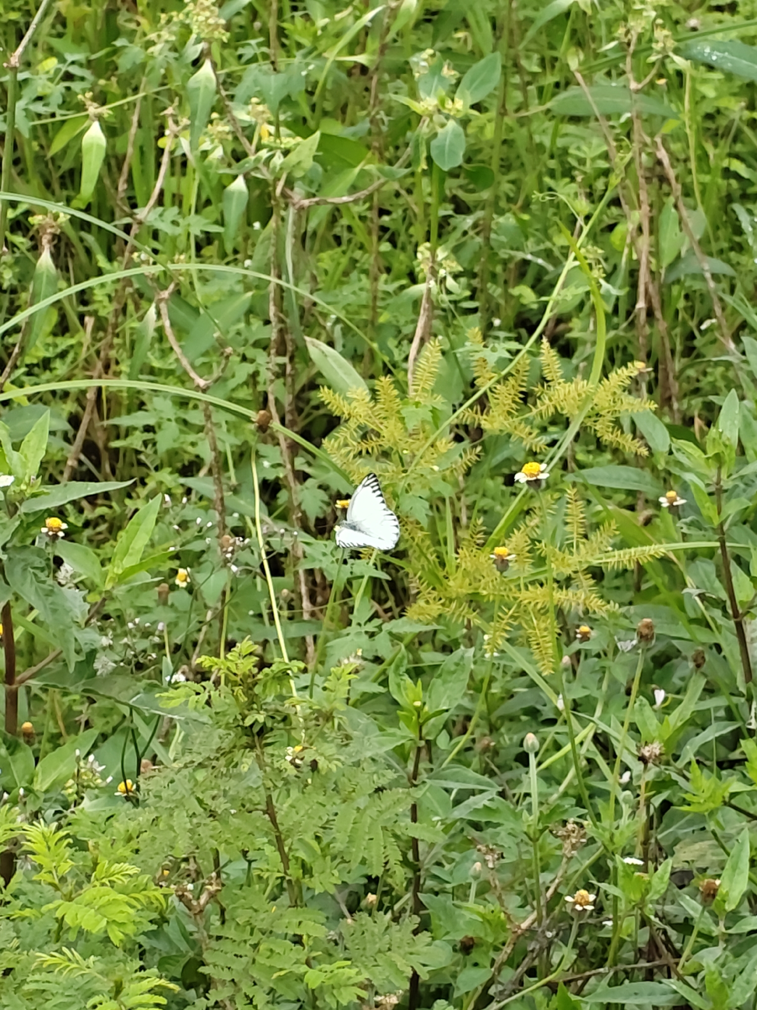 The image depicts a natural outdoor scene in Cotentung, Indonesia, characterized by dense, verdant foliage. A white butterfly, featuring distinct black vertical markings along the leading edges and tips of its wings, is perched centrally on a light yellowish-green plant with spiky, radiating inflorescences. Scattered throughout the green background are several small flowers with white petals and yellow centers. The environment consists of various green leafy plants, some with visible stems and dried flower or seed heads, indicating an uncultivated area. No people or animals other than the butterfly are present.