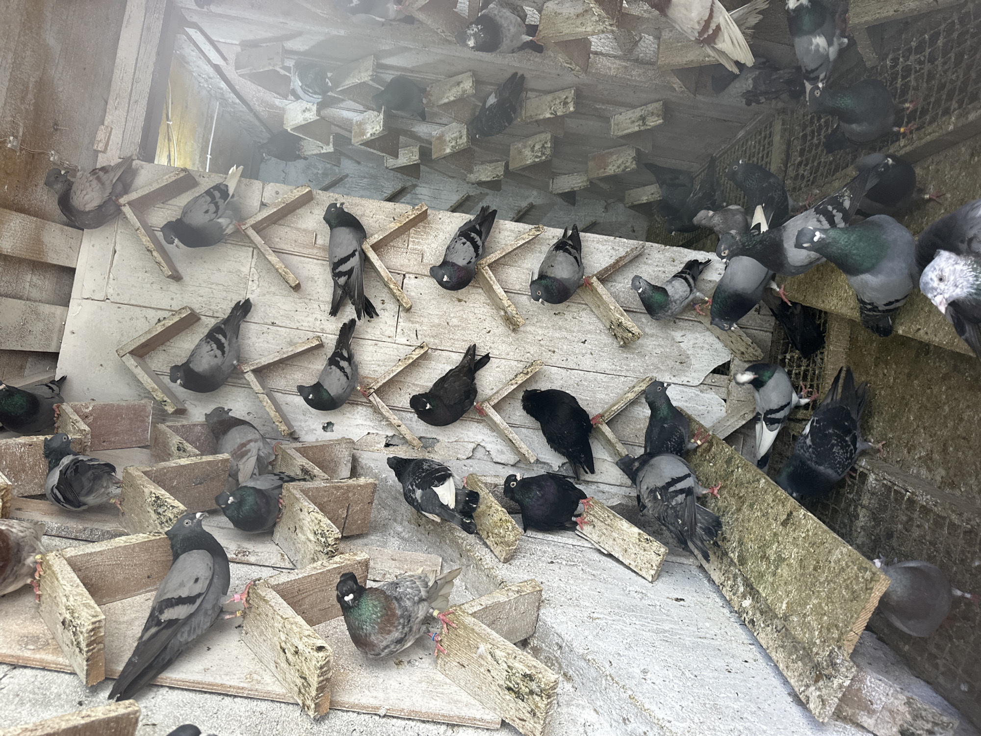 A gathering of pigeons is observed within what appears to be an enclosed space, potentially a pigeon loft or aviary. The pigeons are perched on wooden structures, with additional birds visible overhead on rafters or ceiling elements. The construction suggests a functional, utilitarian design, with potential for roosting and nesting. The precise location is not discernable from the image.
