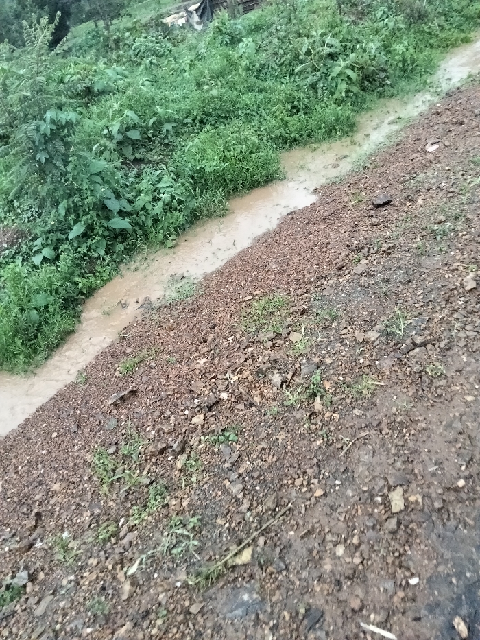 The image depicts a natural outdoor scene in Nyansiongo ward, Kenya, characterized by a muddy water flow alongside a sloped, earthy bank. No individuals are present.
**Subjects/Objects:**
- A narrow, shallow stream of light brown, turbid water traverses the left and central portions of the frame, indicating active flow.
- To the right of the water flow, a bank composed of reddish-brown earth and various sizes of dark grey and brown rocks extends across the midground and foreground. Sparse green vegetation, primarily small grasses and weeds, is interspersed within this rocky soil.
- The area to the left of the water flow is densely vegetated with various green plants, shrubs, and taller foliage, suggesting an overgrown or natural landscape.
- In the upper left background, partially obscured by dense vegetation, a dark, possibly tarp-like material or structure is faintly visible.
**Actions/Interactions:**
- Muddy water actively flows in a channel, suggesting recent or ongoing precipitation. The water interacts with the surrounding soil, likely contributing to its turbidity.
- The water flow appears to be eroding or shaping the bank on its immediate right.
**Environment:**
- The overall scene suggests a rural or semi-natural environment, likely after rainfall or in a humid climate.
- The lighting appears diffused and even, consistent with an overcast sky.