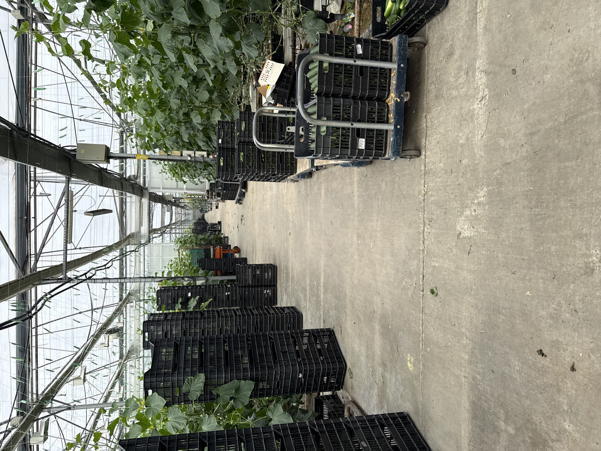 This image captures the interior of a large commercial greenhouse, seen from a perspective looking down a wide, central concrete aisle. On both sides of the aisle, lush green cucumber plants grow vertically, supported by an extensive network of wires and trellises. Numerous green, elongated cucumbers are visible hanging from the vines, indicating an active growing and harvesting period.
The greenhouse structure features a metallic framework supporting translucent panels that allow abundant natural light to fill the space, suggesting it is daytime. Overhead, along the plant rows, irrigation lines and various pieces of equipment, including a light-colored electrical control box, are mounted.
Along the right side of the aisle, and extending towards the foreground, are many black plastic crates. Some are stacked empty, while others are filled with freshly harvested cucumbers. Several robust metal trolleys, equipped with wheels, are loaded with these crates, ready for transport. A label on one crate clearly reads "CUCUMBERS" and "L 5.0kg", accompanied by a barcode and the number "1071". Other labels and a partially visible cardboard sign contain unreadable text.
The concrete floor of the aisle shows signs of use and minor debris. No people are present in the frame, but the organized arrangement of plants and the filled crates on trolleys strongly imply ongoing agricultural activity. This greenhouse is located in Stara Zagora, Bulgaria.