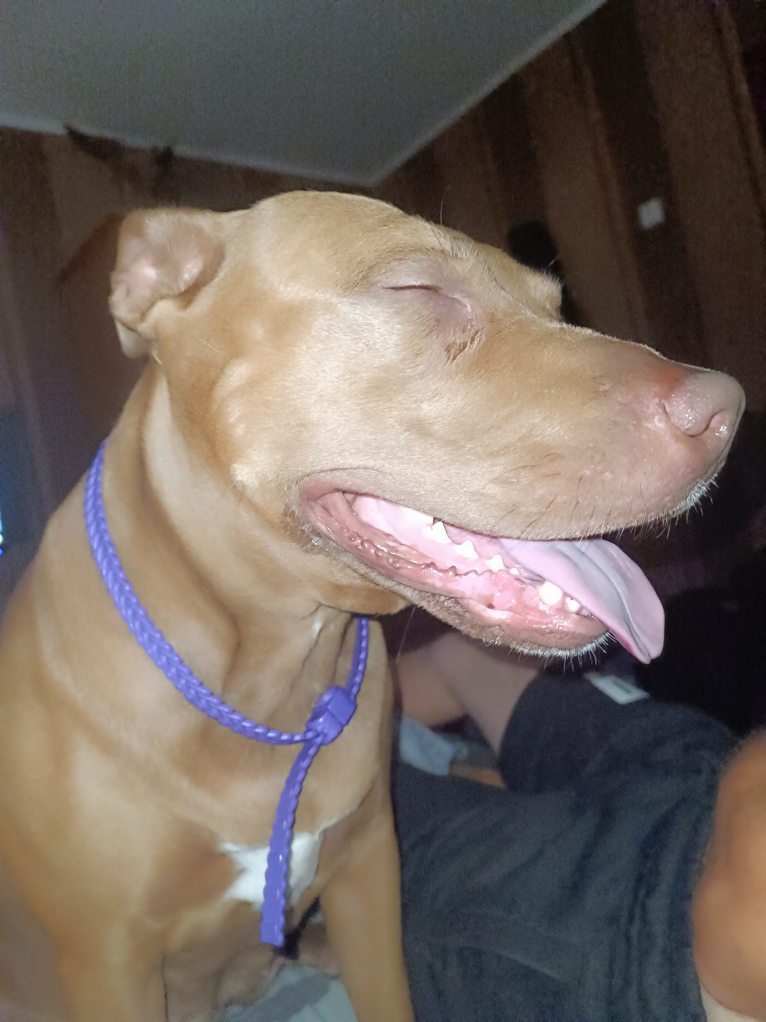 A tan-colored dog, possibly a pit bull mix, is captured in a close-up shot with its eyes closed and tongue hanging out. The dog is wearing a braided purple collar with a knot. The background appears to be an indoor setting with wooden paneling and dimly lit walls. The dog's mouth is slightly open, revealing its teeth and pink gums. The lighting in the image is low, creating a somewhat dark and intimate atmosphere.