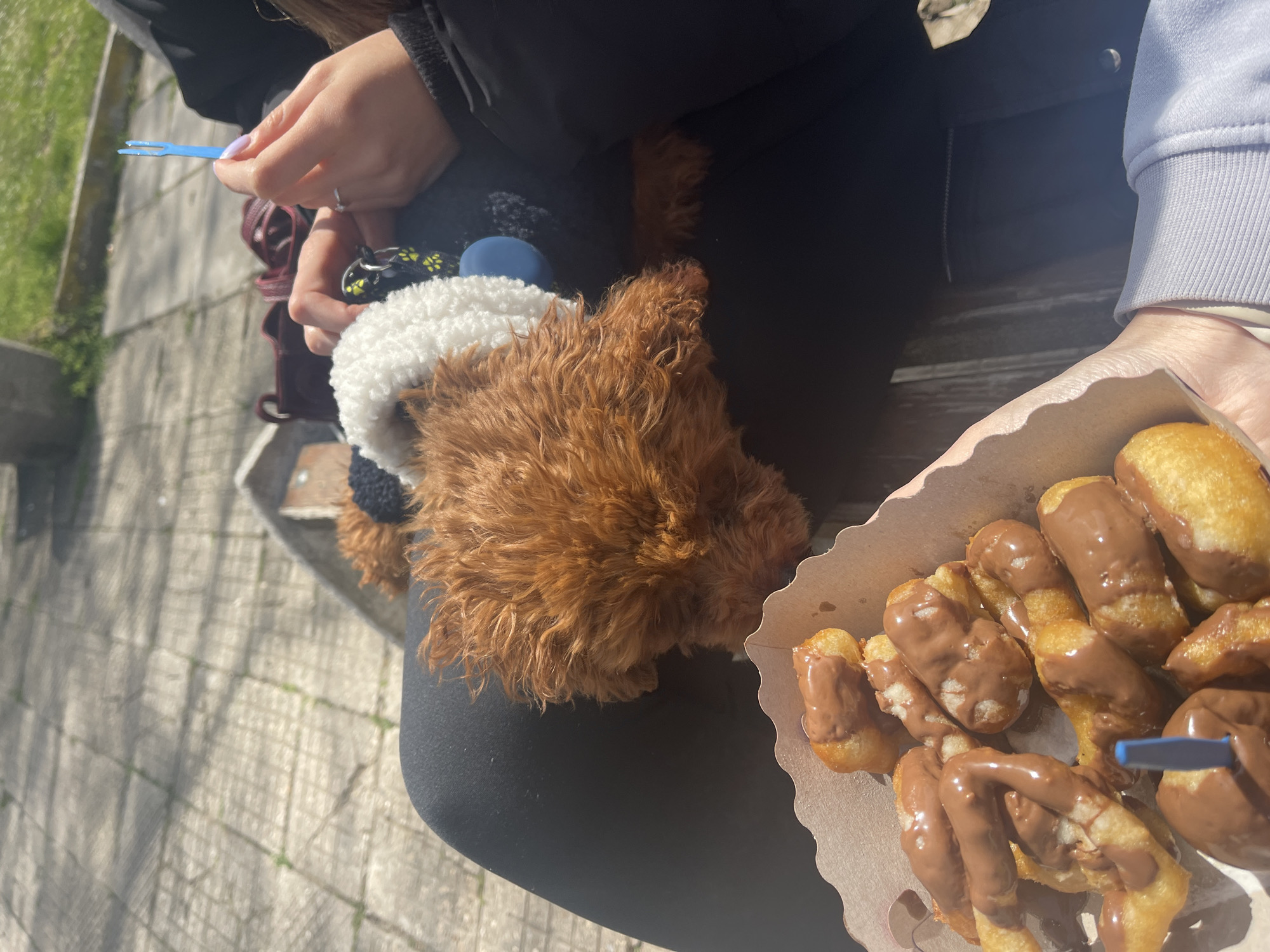 A high-angle shot shows two people sitting on a bench in what appears to be an urban park area. The location is inferred to be Sofia, Bulgaria. One person is holding a light brown paper box containing fried dough pastries topped with chocolate sauce. A small blue plastic fork is sticking out of the pastries. Another person is holding a similar blue plastic fork. On the lap of one person sits a small brown poodle wearing a white and black patterned garment around its neck. The ground shows a pattern of paving stones.