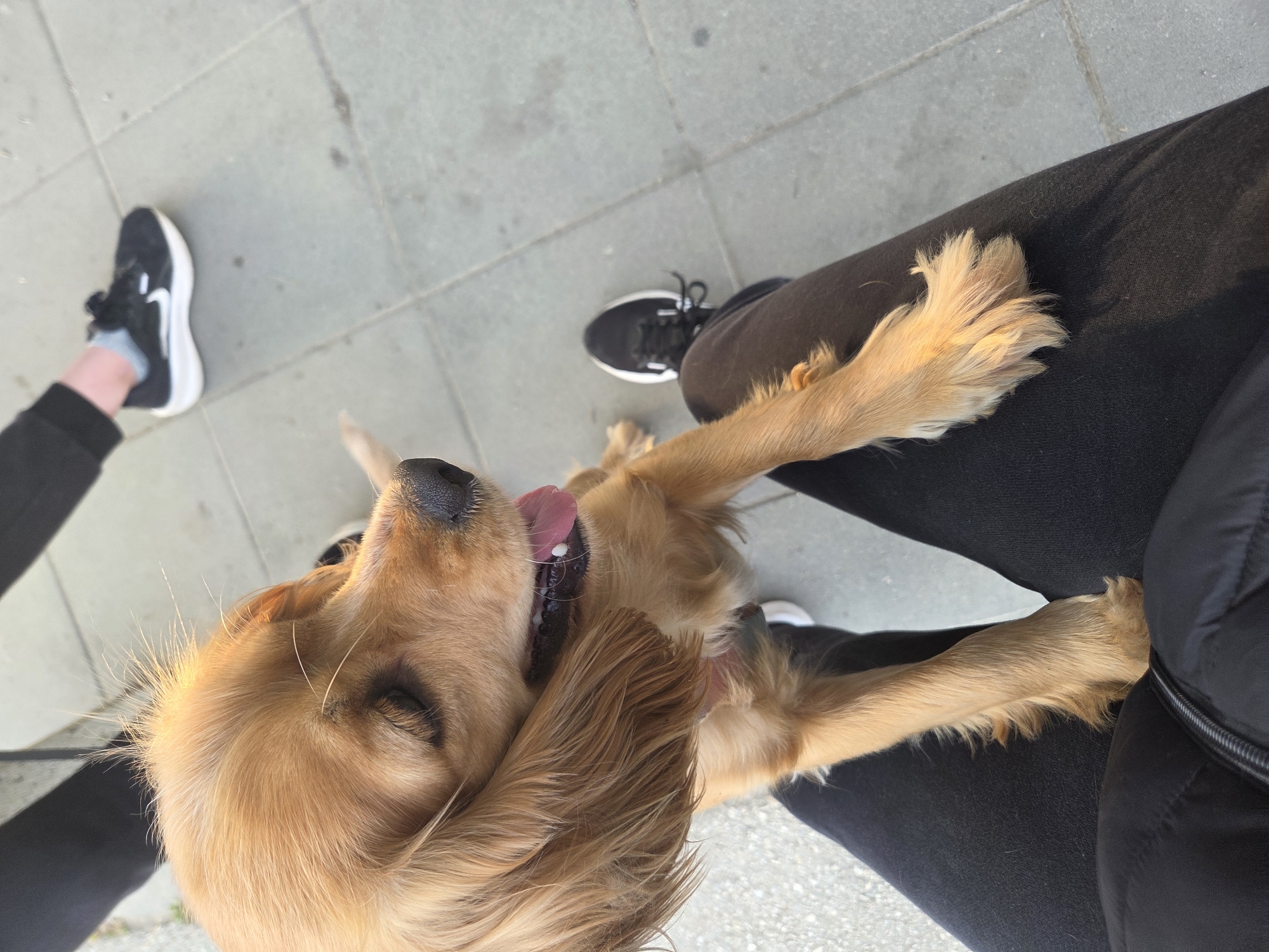 An overhead shot captures a joyful, golden-brown dog lying playfully on its back or side next to a person's legs on a light grey tiled pavement in Pleven, Bulgaria. The dog, likely a spaniel breed, has long, wavy fur and an expressive face with its mouth open and tongue slightly extended, indicating happiness or excitement. Its front paws are stretched upwards and outwards, possibly reaching towards the person.
The person's legs are visible, one extended and clad in black pants or leggings, a grey sock, and a black sneaker with a distinct white sole and a white Nike swoosh. The other leg is bent, also wearing black attire and a black shoe. Part of a dark garment, possibly a jacket or bag, is seen near the bent leg. The scene is brightly illuminated by natural sunlight, casting visible shadows on the tiled ground, which suggests it is either morning or late afternoon on a clear day. The interaction conveys a sense of warmth and companionship between the dog and its owner in an outdoor urban environment.