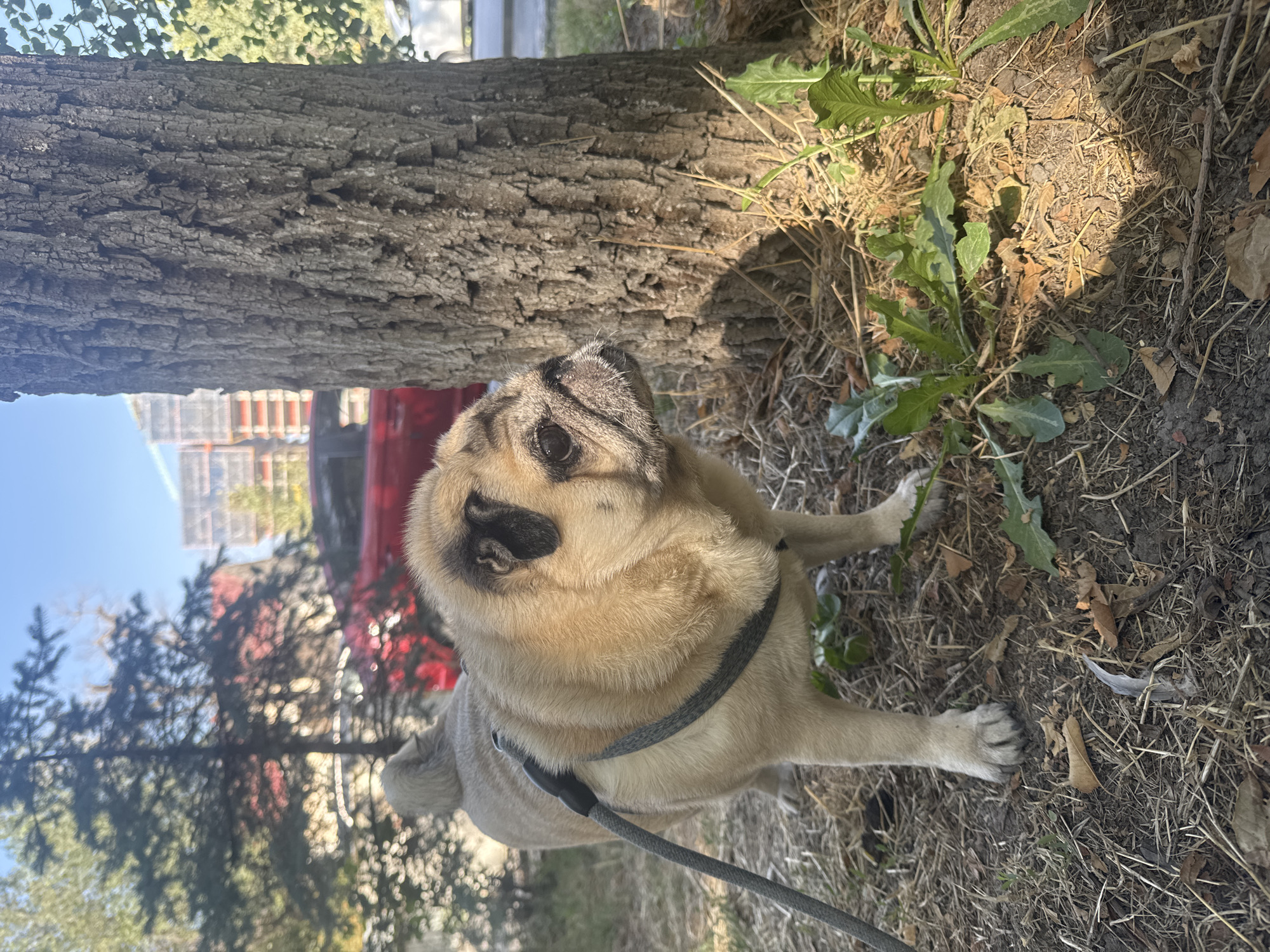 A pug dog stands on a grassy area next to a tree. The dog is wearing a harness and a leash. In the background, there is a red car and a building under construction. The scene appears to be in an urban environment. The time of day is daytime. The weather is sunny. The location is Bishkek City, Kyrgyzstan.