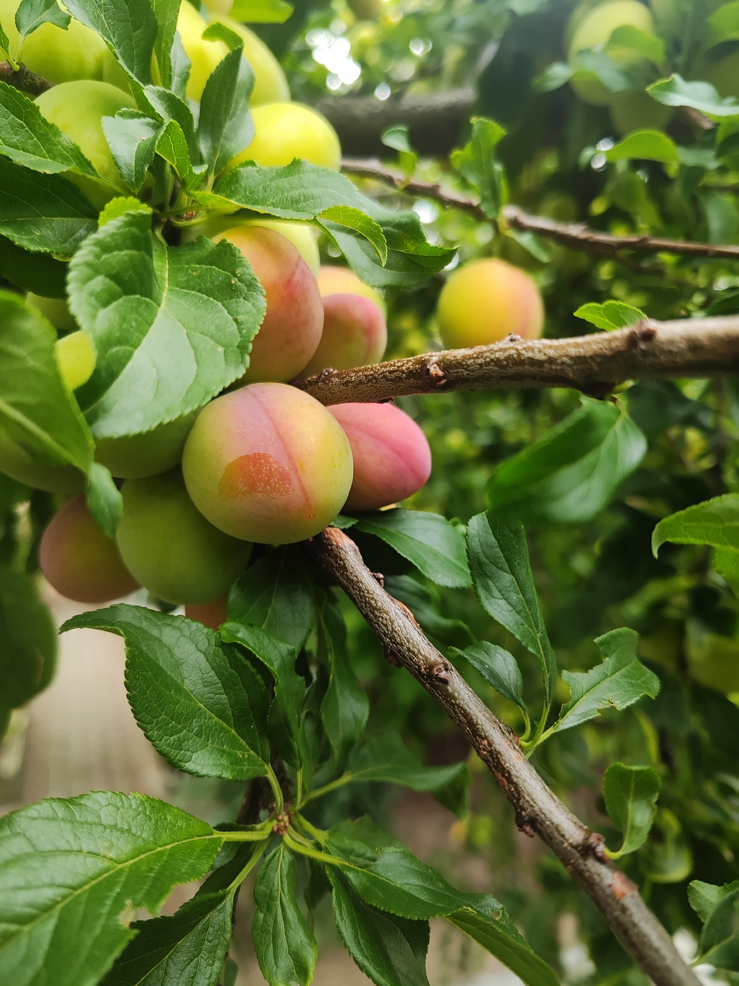 A close-up, vertical, outdoor shot captures a cluster of unripe plums on a tree branch. The plums are a mix of green and light pink hues, some showing a slight blush of red. They are surrounded by vibrant green leaves, some of which are partially obscuring the fruit. The branch itself is brown and textured. The background is blurred, indicating a shallow depth of field, with hints of more foliage and light in the distance. The scene suggests a natural, possibly garden or orchard setting, in Gvardeysk, Russia.