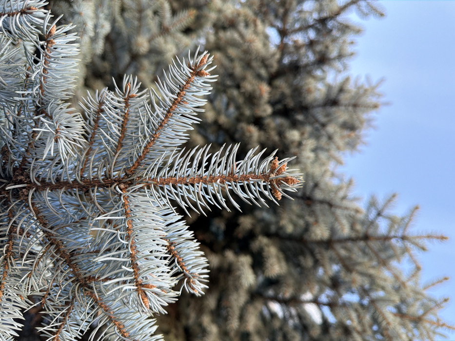 A forensic close-up image depicts the underside of a blue spruce (Picea pungens) branch, located in Chaikovsky, Russia. The prominent subject is a branch segment with stiff, glaucous blue-green needles arranged radially along a reddish-brown stem. Several small, immature, light brown cones or male strobili are visible at the termini of shorter branchlets. Out-of-focus blue spruce foliage forms the upper background, while the lower background reveals a clear, light blue sky. No individuals, actions, or interactions are present.
