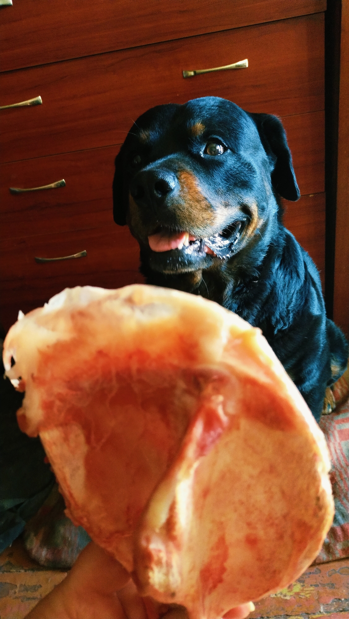 The image shows a Rottweiler dog sitting in front of a wooden dresser with brass drawer pulls. The dog is looking towards the camera with its tongue hanging out. In the foreground, a large piece of raw meat or bone is being held by a hand that is not fully visible. The background is a wooden dresser with three drawers, each with a brass pull. The lighting suggests an indoor environment. There is no indication of the location being in the city of Horishni Plavni, Ukraine.