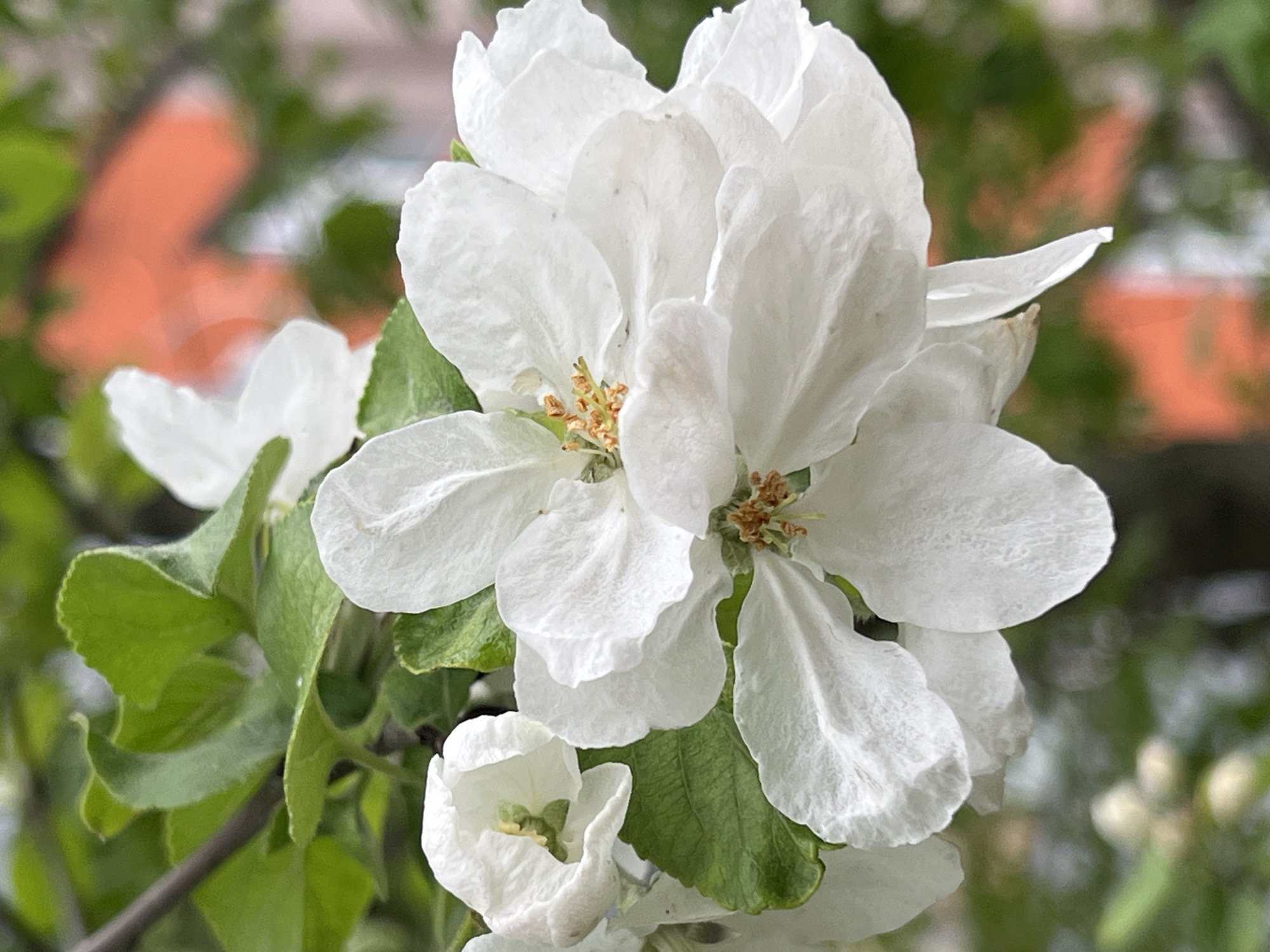 A close-up shot captures a cluster of white apple blossoms in focus, their petals delicately unfurled, with yellow anthers visible at their centers. One blossom is smaller and partially closed, positioned beneath the fully open flowers. Green leaves surround the blossoms, contributing to the spring setting. The background features blurred elements, including green foliage and indistinct orange shapes, possibly indicating nearby buildings. The photo was taken outdoors in daylight in Mytishchi, Russia.