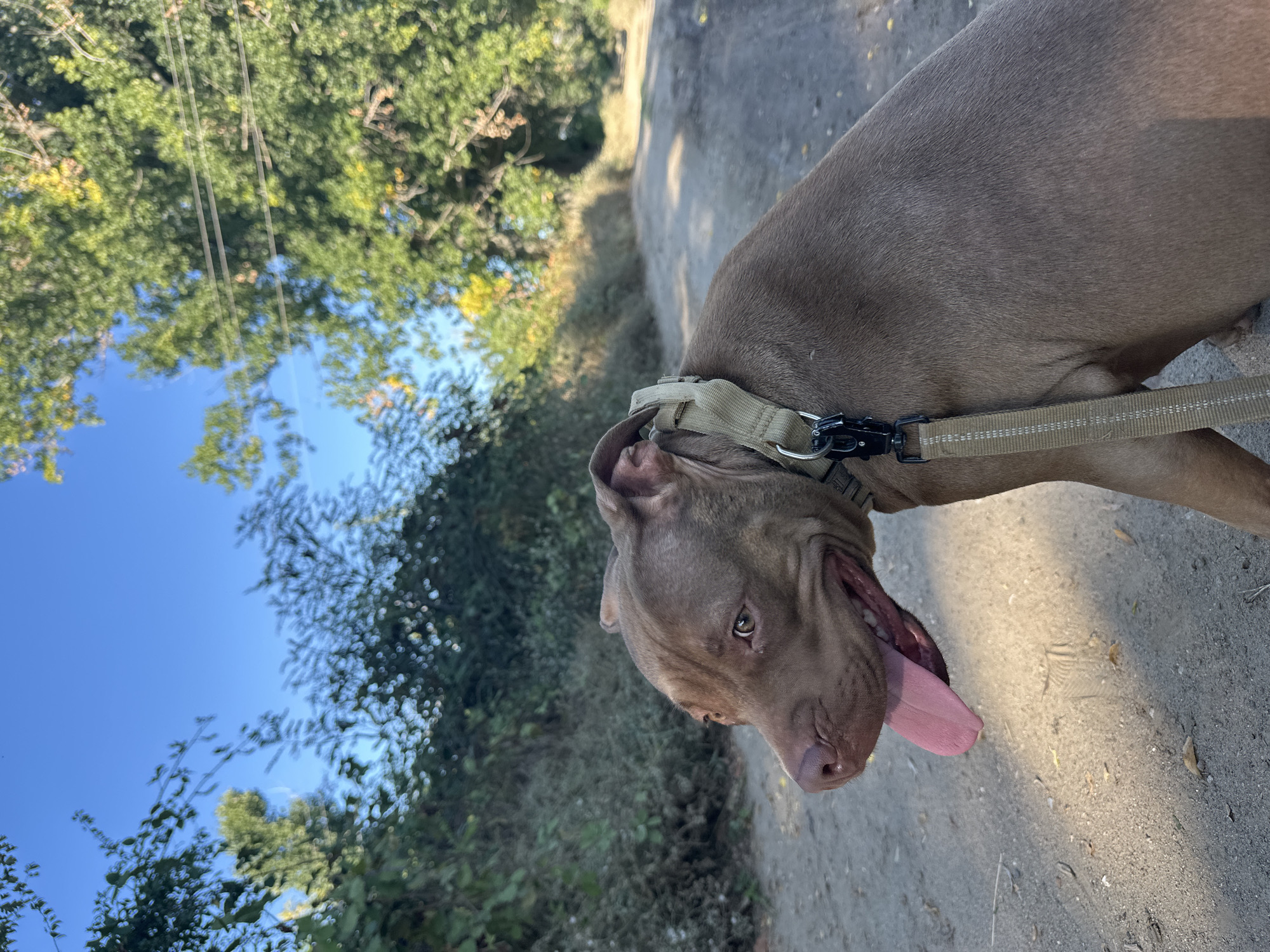An adult, brown pit bull dog with its tongue out is on a dirt path. The dog is wearing a tan collar and leash. Trees and foliage line the path on either side, and the sky is blue with a few clouds. The image was taken outdoors in the city of Malevo, Bulgaria.