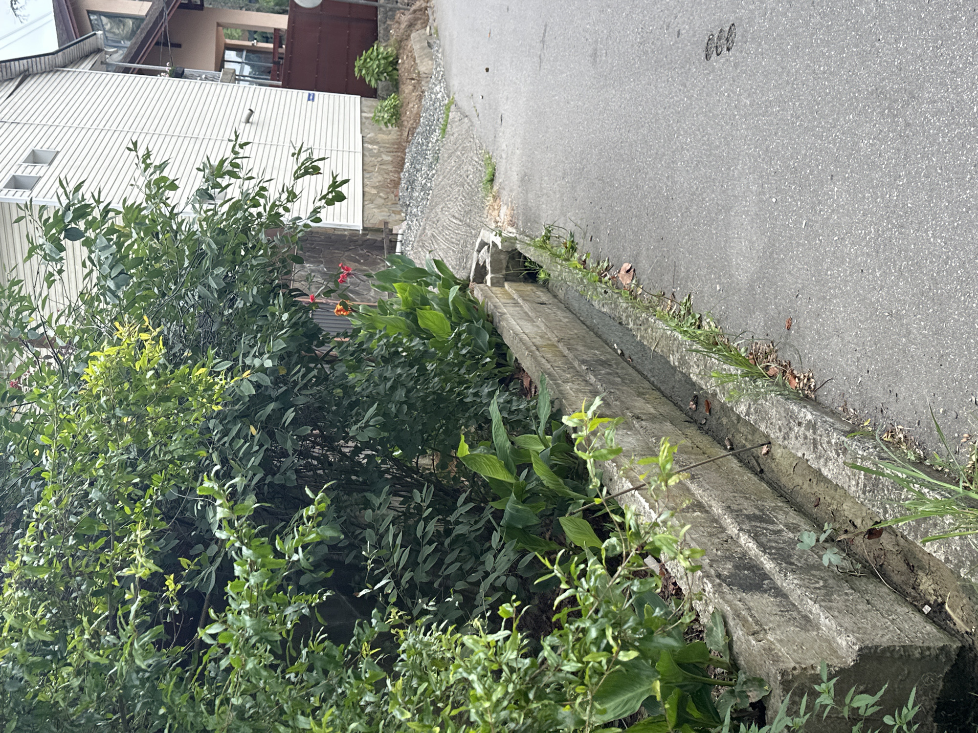 The image shows a residential street scene in Sochi, Russia, with a focus on the roadside vegetation and drainage. In the foreground, a concrete drainage ditch runs along the edge of an asphalt road. Lush green foliage, including broad-leafed plants and flowering bushes, grows on the left side of the ditch. Two bright orange and red flowers are visible among the greenery. Behind the vegetation, a light-colored, multi-story building with white siding and dark-trimmed windows is partially visible. The building appears to be a house or a small apartment complex. The ground slopes upwards behind the drainage ditch, with a pile of grey gravel and more vegetation. The asphalt road shows some minor debris and what appears to be a three-ringed imprint, possibly from a vehicle tire. The overall impression is a slightly overgrown, somewhat rustic urban environment.