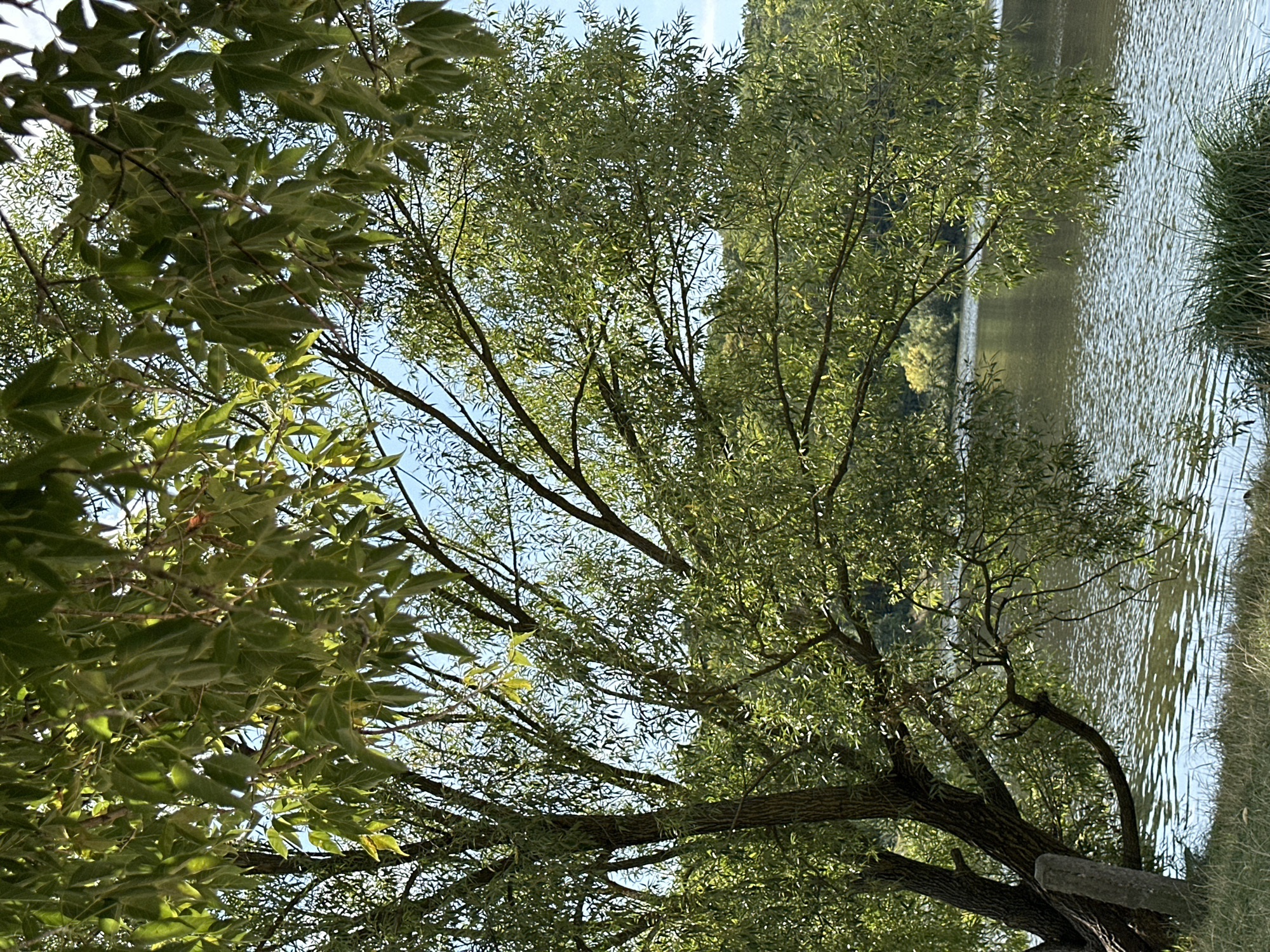 The image depicts a serene natural landscape scene, likely in Makiv, Ukraine, characterized by a lush tree with dense green foliage in the foreground, partially obscuring the view of a tranquil body of water. The tree's branches, some of which arch downwards towards the water, are heavily laden with leaves, suggesting a season of full growth, possibly late spring or summer. The water's surface is gently rippled, reflecting the dappled sunlight and the surrounding greenery. In the background, a distant tree line forms a darker, undulating horizon against a clear blue sky. The foreground also includes a strip of grassy bank leading to the water's edge, with a rustic stone post visible on the left. The overall impression is one of natural beauty and peacefulness.