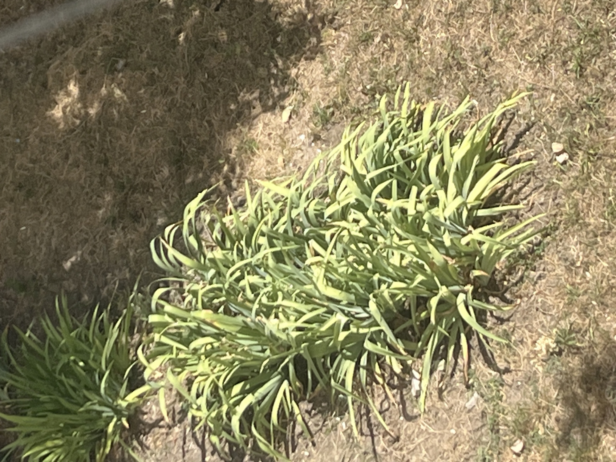 The image displays a close-up view of green plants growing in dry soil, with patches of dry grass and fallen leaves scattered around. Sunlight casts shadows on the ground, suggesting an outdoor setting. The plants appear healthy, with lush green leaves reaching upwards. The overall scene suggests a natural or garden environment. No people or specific landmarks are visible. The location in the city of Rybnitsa, Moldova, is not discernible from the visual information provided in the image.