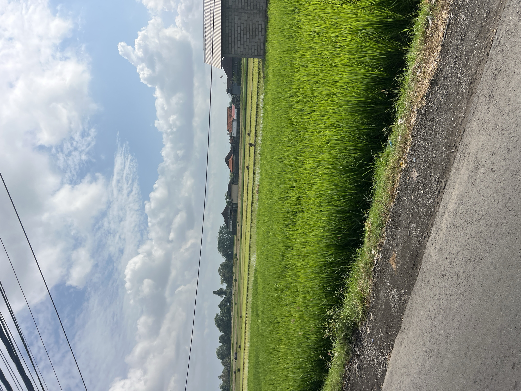 The image depicts a bright, sunny day with scattered clouds in a blue sky, viewed from a roadside. In the foreground, a grey asphalt road runs diagonally from the bottom left corner, bordered by a strip of rough gravel and sparse green grass.
Dominating the mid-ground and extending to the background is a vibrant green rice paddy field, lush with young rice stalks. The field appears to be flooded in places, reflecting the sky. In the distance, beyond the rice paddies, several traditional Indonesian houses with red-tiled roofs are visible, nestled amongst trees. A small, unfinished brick structure with a corrugated metal roof stands on the right side of the rice field. Two figures, possibly farmers, are present in the rice paddy, seemingly tending to the crops. Overhead, black power lines stretch horizontally across the frame, crisscrossing the sky.
The overall impression is of a rural landscape in Kediri, Indonesia, characterized by agricultural activity and traditional architecture under a clear, bright sky.