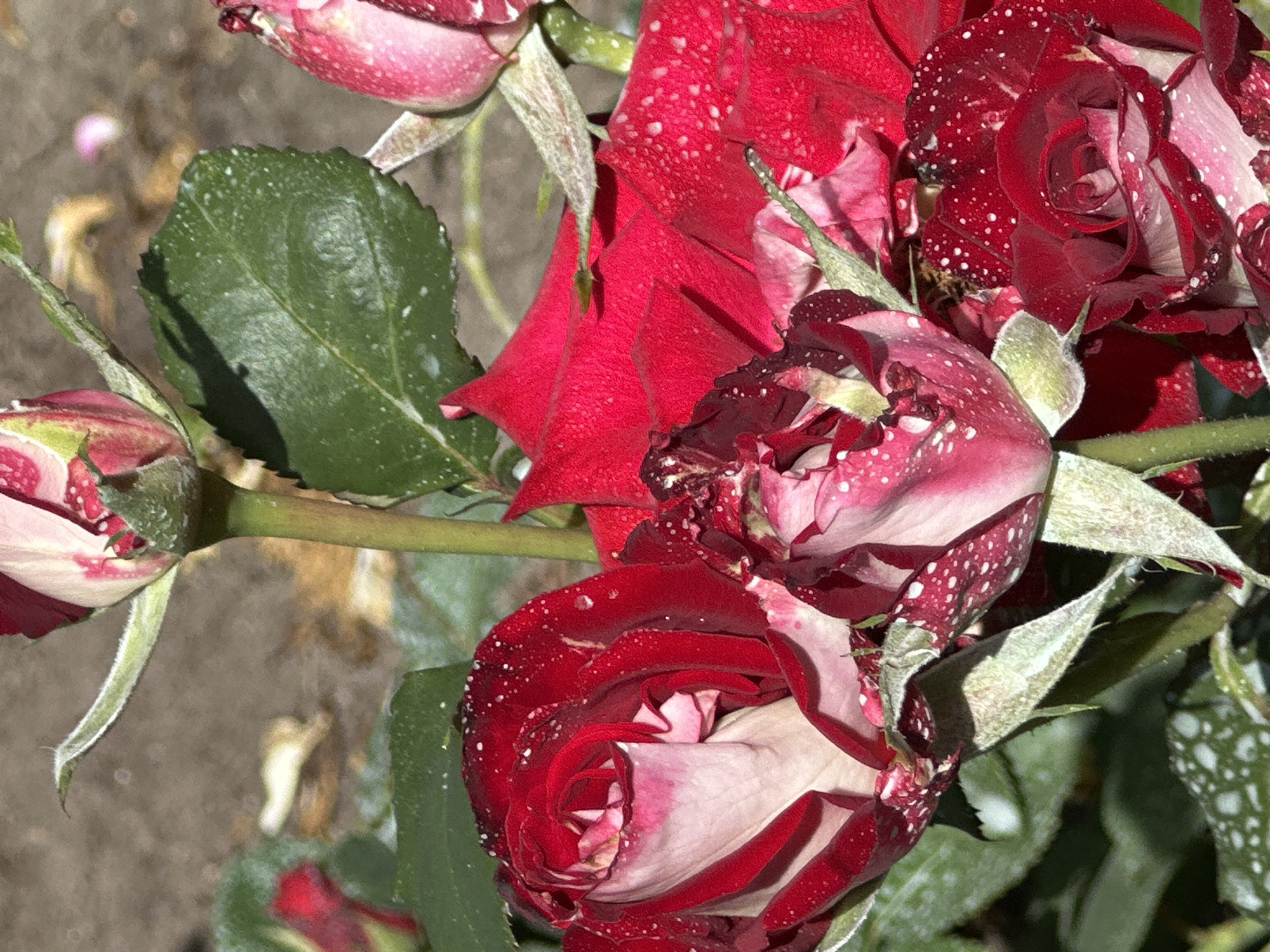 A close-up shot focuses on several red and pink roses with white speckles, suggesting they are dew drops or pollen. The roses vary in their stage of bloom, with some partially open buds and others more fully unfurled. Green leaves are interspersed among the flowers, some appearing slightly wilted. The background is a blurred out-of-focus ground, possibly dirt or sand, hinting at an outdoor garden setting. The lighting suggests it could be daytime, with natural light illuminating the scene. There are no people or discernible text within the image. The overall impression is one of natural beauty and the delicate details of blooming flowers.