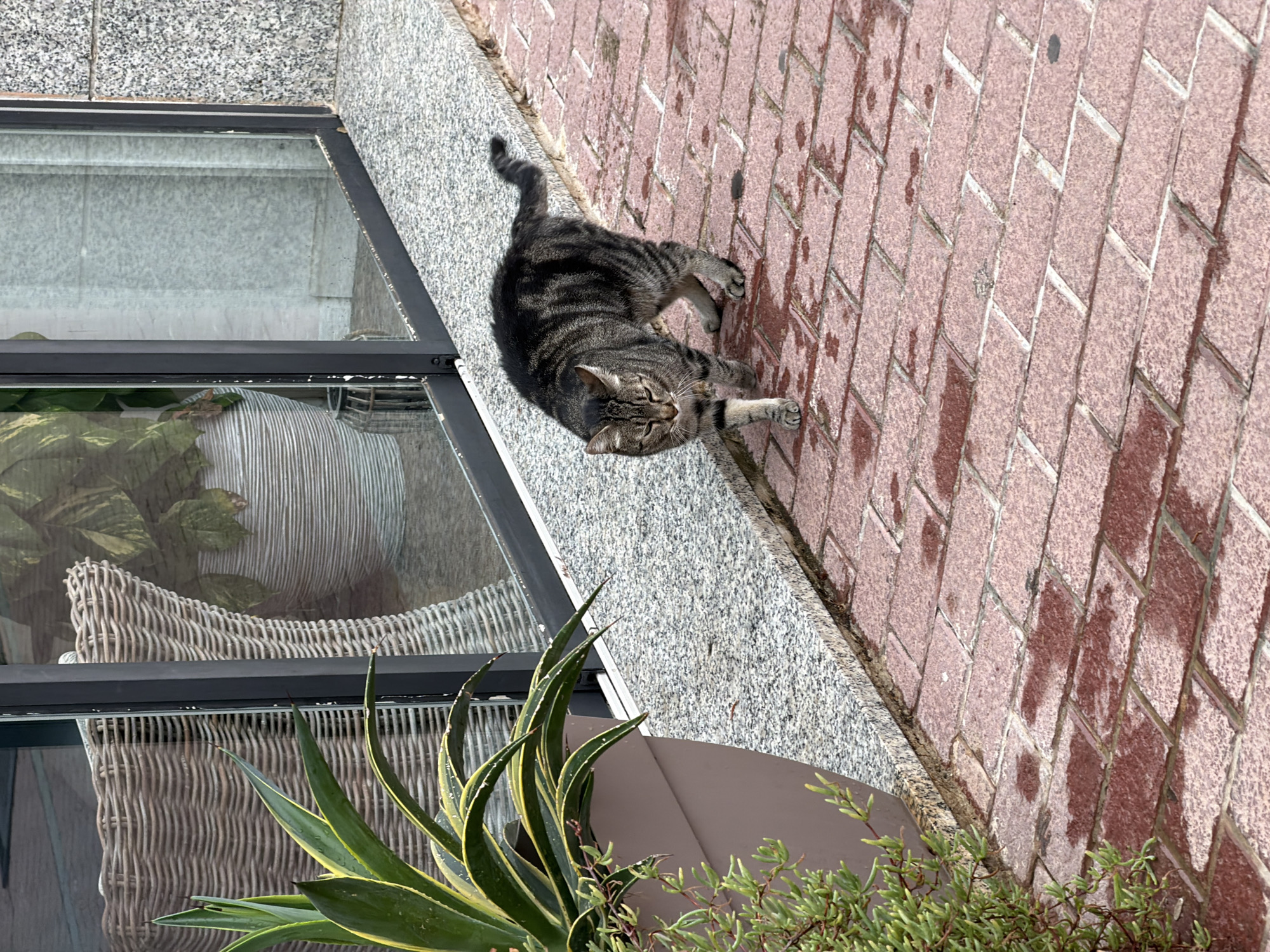 A tabby cat walks on a wet red brick pathway outside a building with large windows. The cat is facing the camera with its head slightly lowered and its tail raised. In the background, through the windows, a wicker chair and a potted plant are visible. The pathway appears to be illuminated by overcast daylight. The location is identified as Calvià, Spain.