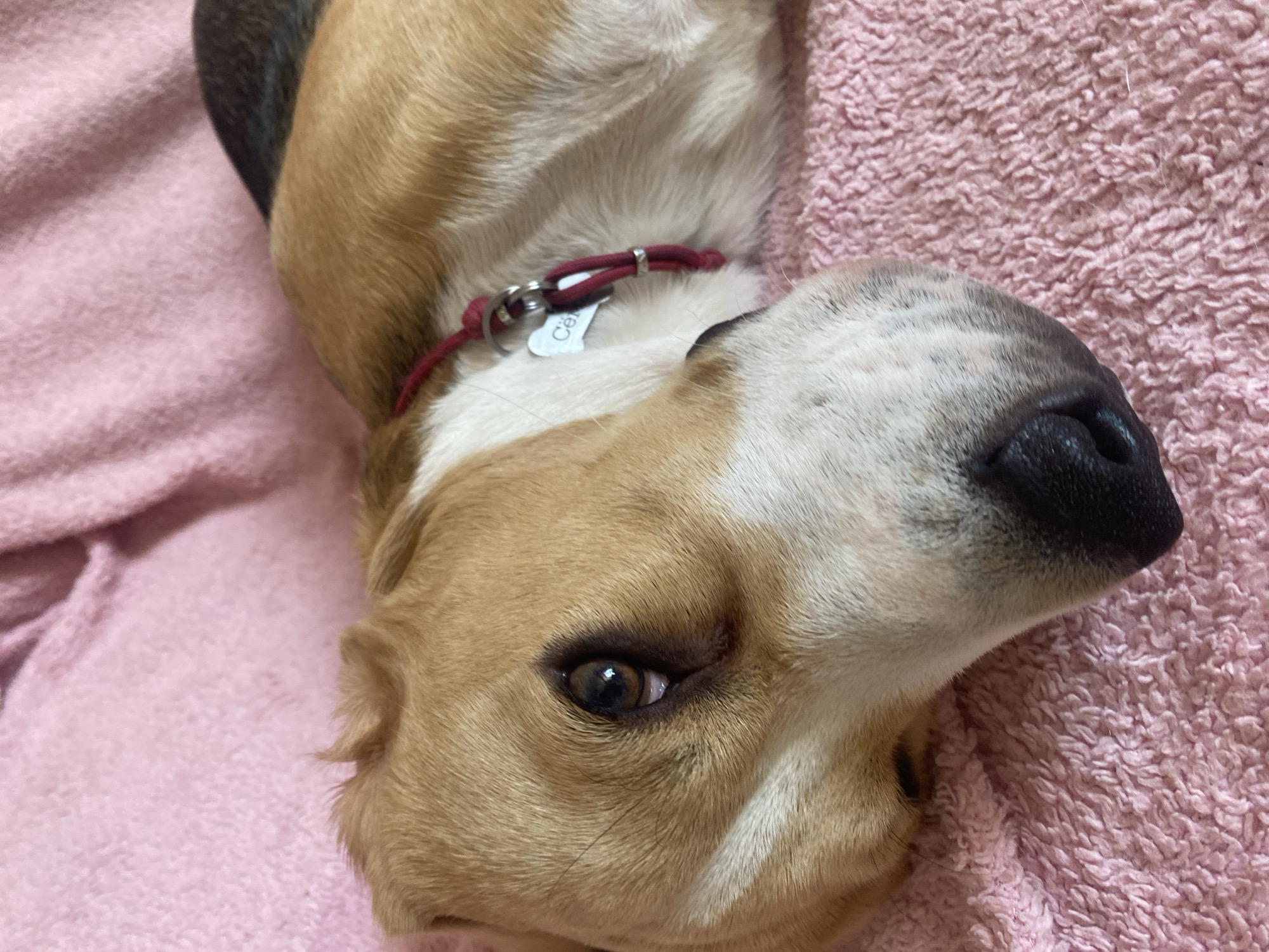 A close-up, eye-level shot shows a beagle with tan, white, and black fur lying on a pink, textured blanket. The dog's head is turned to the left, with its left eye clearly visible. A red collar with a silver tag is around its neck. The background consists of the pink blanket, with the dog's body extending out of the frame to the right. The image is taken indoors. There is no visible indication of the city of Perm, Russia in the image.