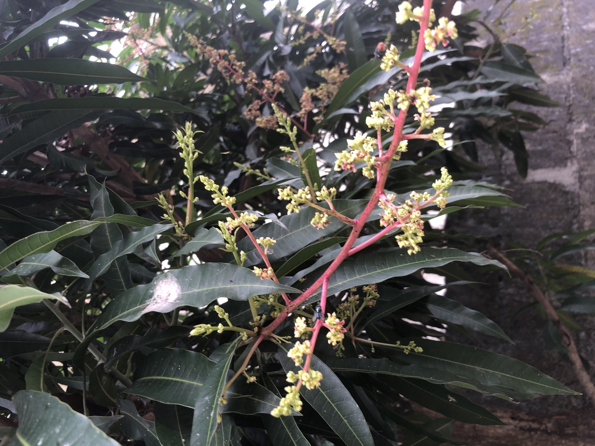 A close-up shot captures a mango tree branch in bloom, its pinkish-red stem laden with clusters of tiny, pale yellow flowers. The lush green, elongated leaves of the tree form a dense canopy in the background. In the middle of the frame, a small, iridescent blue-green fly perches on the branch, its presence adding a touch of vibrant color to the scene. The photograph was taken outdoors in the city of Ado, Nigeria, where the mango tree appears to be a common sight. The overall atmosphere is one of natural beauty and tranquility, with the intricate details of the flowers and the fly drawing the viewer's attention. The background suggests a textured, possibly concrete, wall, hinting at the urban environment where this natural spectacle unfolds.