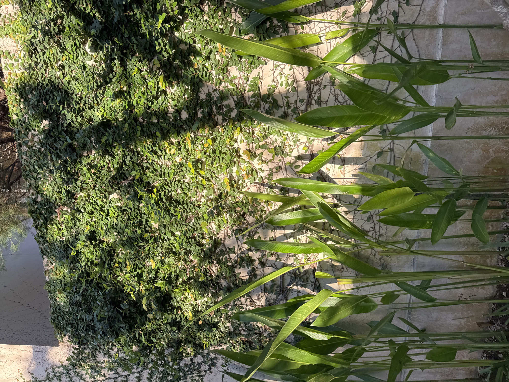 A wall covered in green ivy is in the background of the image. In the foreground, tall, leafy green plants are growing out of the ground. The image appears to be taken in an outdoor setting. This could be a garden or a courtyard in the city of Kuta Selatan, Indonesia.